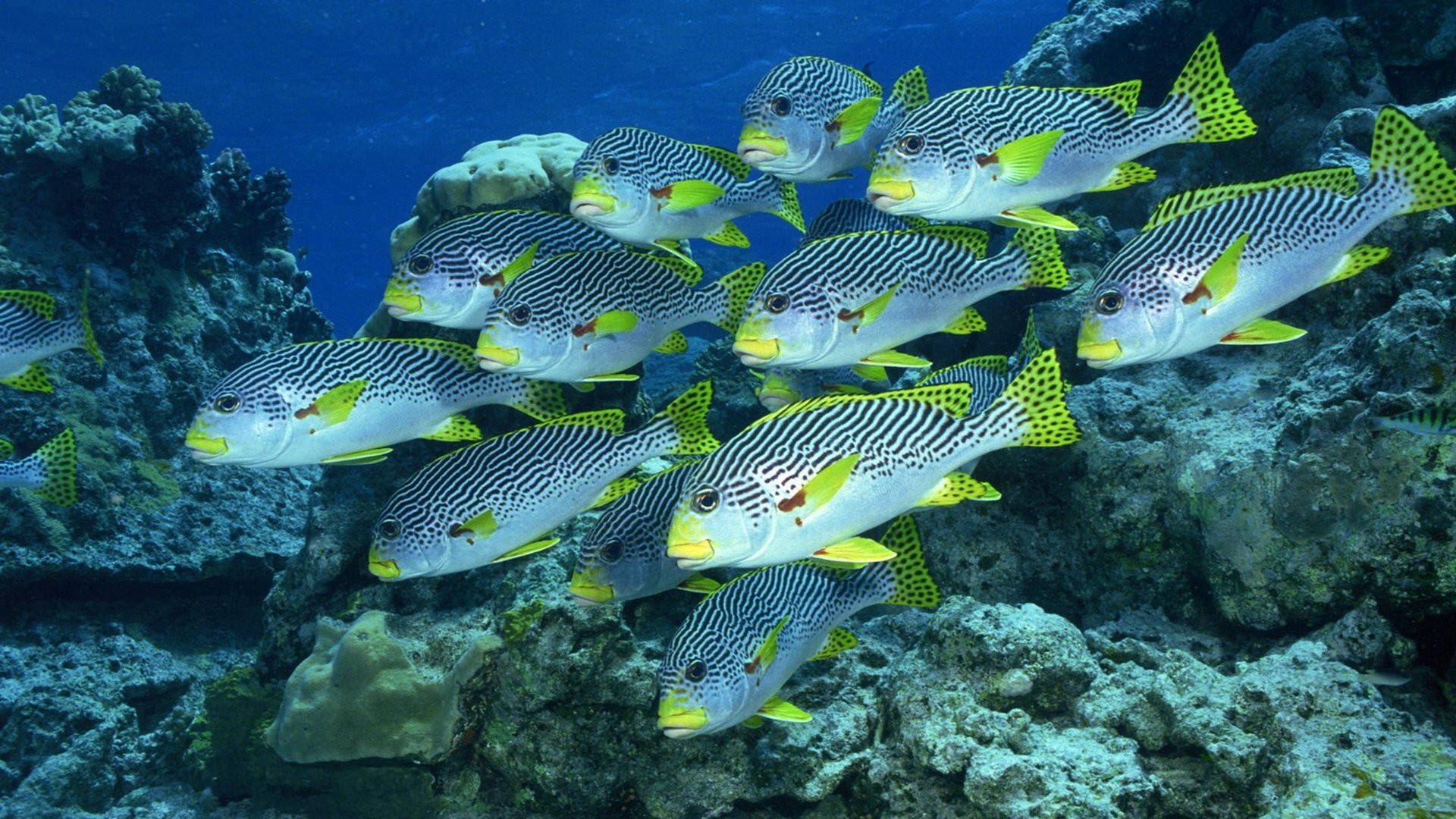 Coral Reef 桌布 壁紙 — 一群帶有黃色鰭的條紋魚在清澈的藍色海水下優雅地游過充滿活力的珊瑚礁。