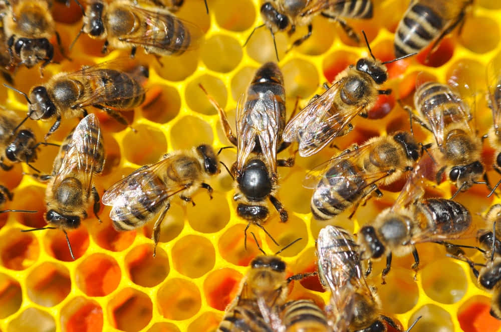 Queen Bee 桌布 壁紙 — 一群忙碌的蜜蜂在充滿金色蜂蜜的鮮黃色蜂巢上積極工作。