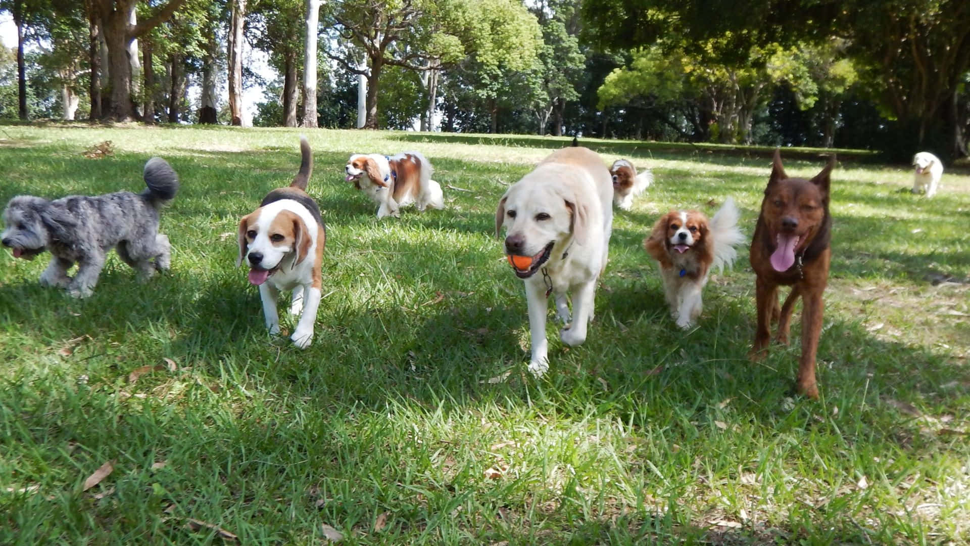Dogs 桌布 壁紙 — 一群快樂的不同品種狗在陽光明媚的草地公園上充滿活力地奔跑，背景有樹木。