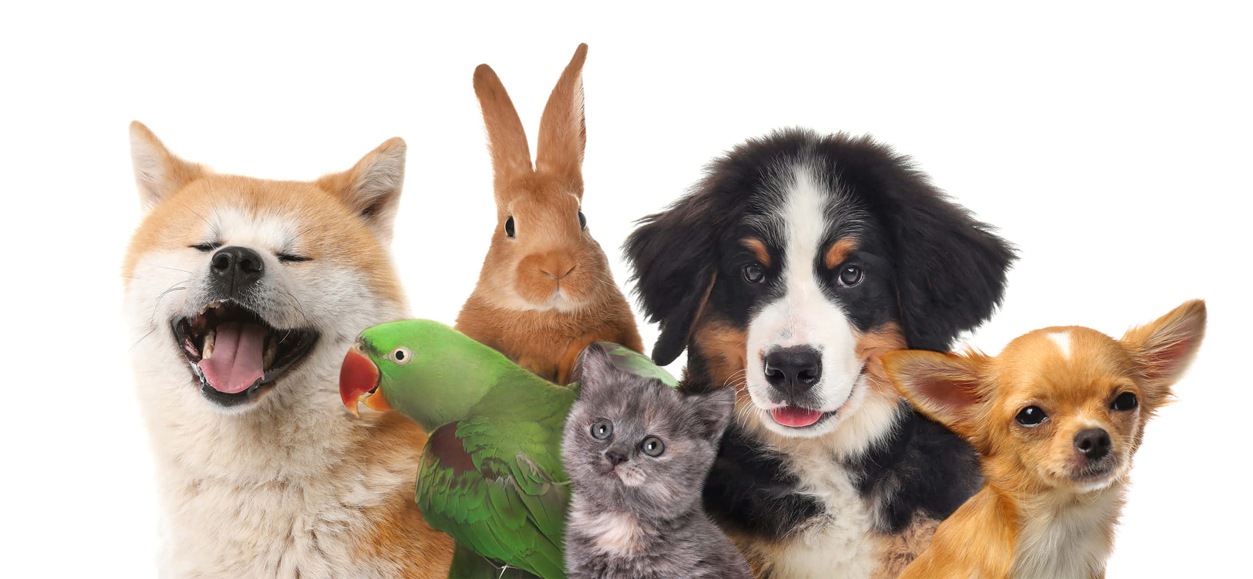 pets 桌布 壁紙 — 一群快樂的多樣寵物，包括一隻微笑的柴犬、一隻兔子、一隻鸚鵡、一隻小貓、一隻伯恩山犬和一隻吉娃娃，在乾淨的白色背景前一起擺姿勢。