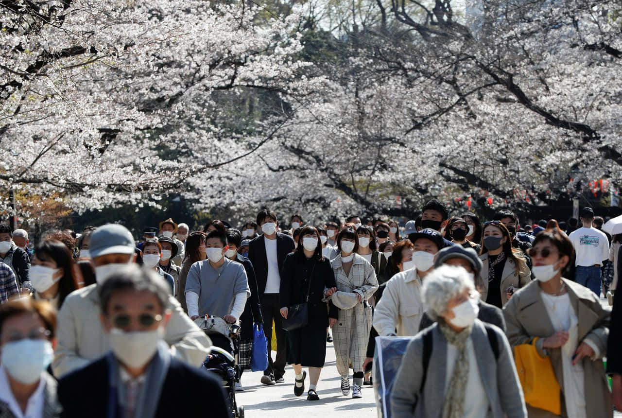 Tokyo Japan 桌布 壁紙 — 一群戴著口罩的人們在晴朗的春日裡，漫步在盛開的櫻花樹冠下。