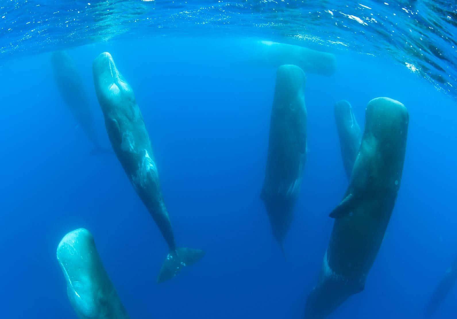 Sperm Whale 桌布 壁紙 — 一群抹香鯨在陽光照耀的水面下，優雅地滑過晶瑩剔透的藍色海水。