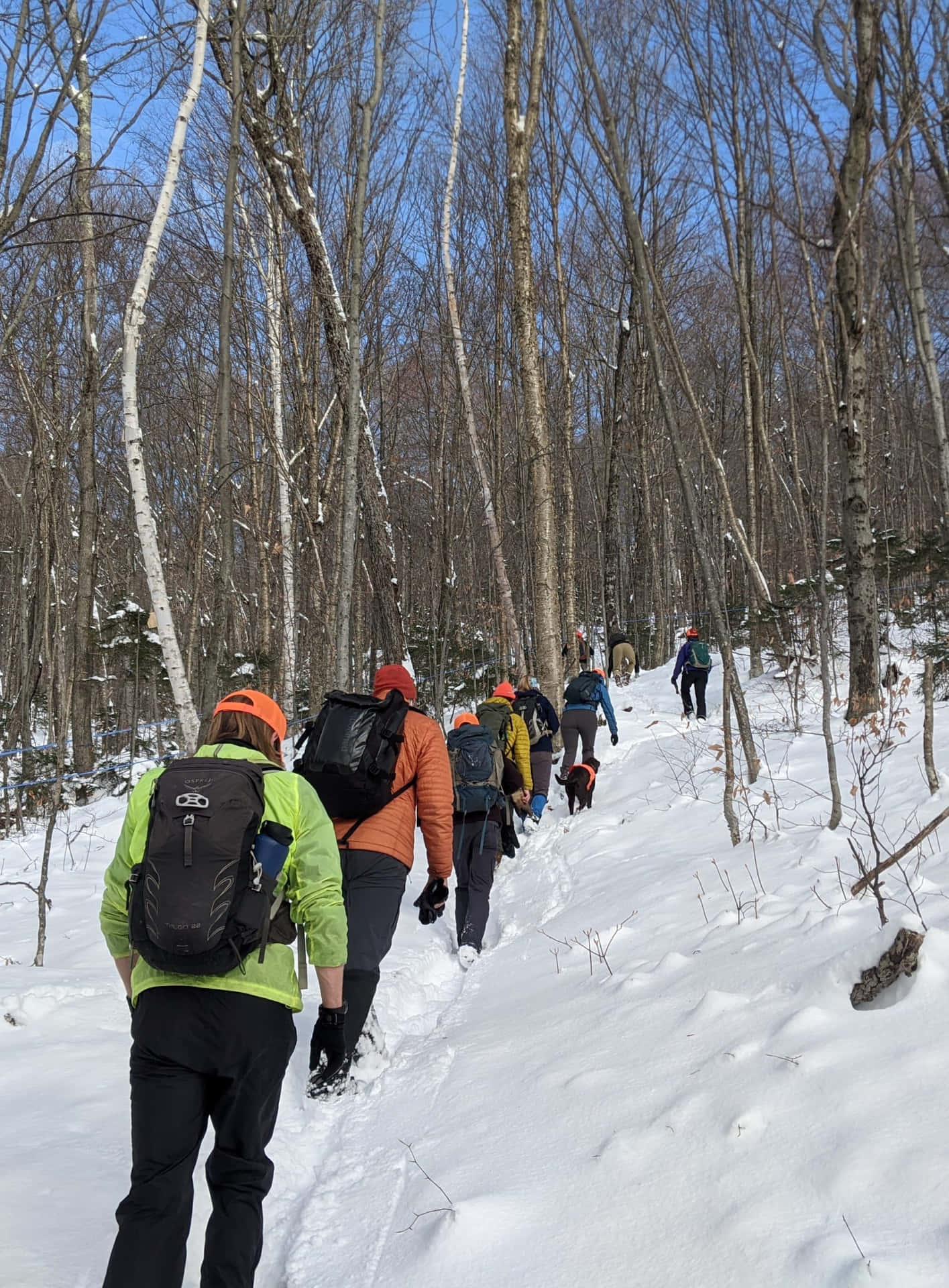  壁紙 — 一群揹著背包的健行者，在晴朗的藍天下穿越雪覆蓋的森林。