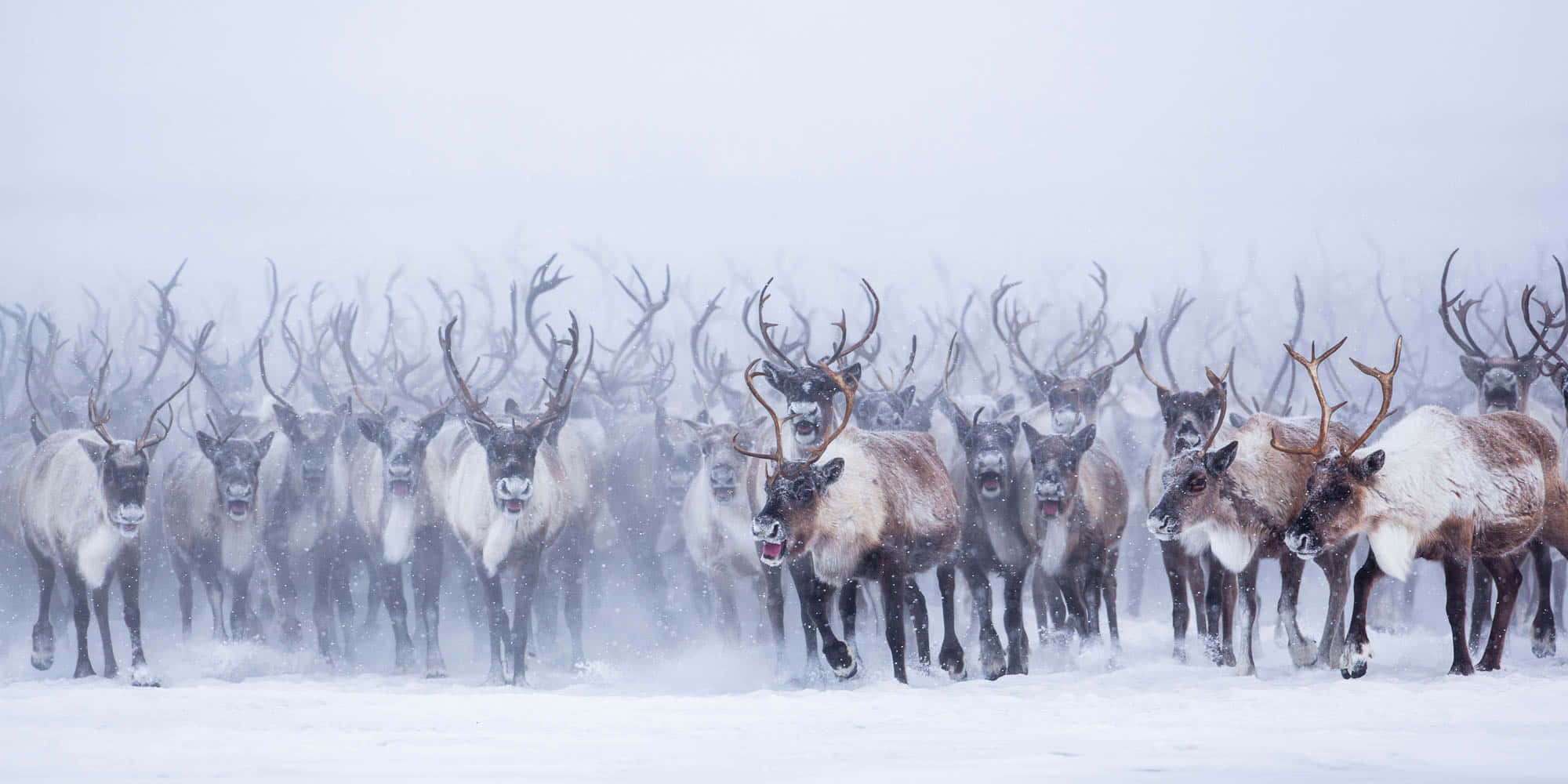 馴鹿 桌布 壁紙 — 一群擁有巨大鹿角的馴鹿在雪地苔原景觀中衝過暴風雪。
