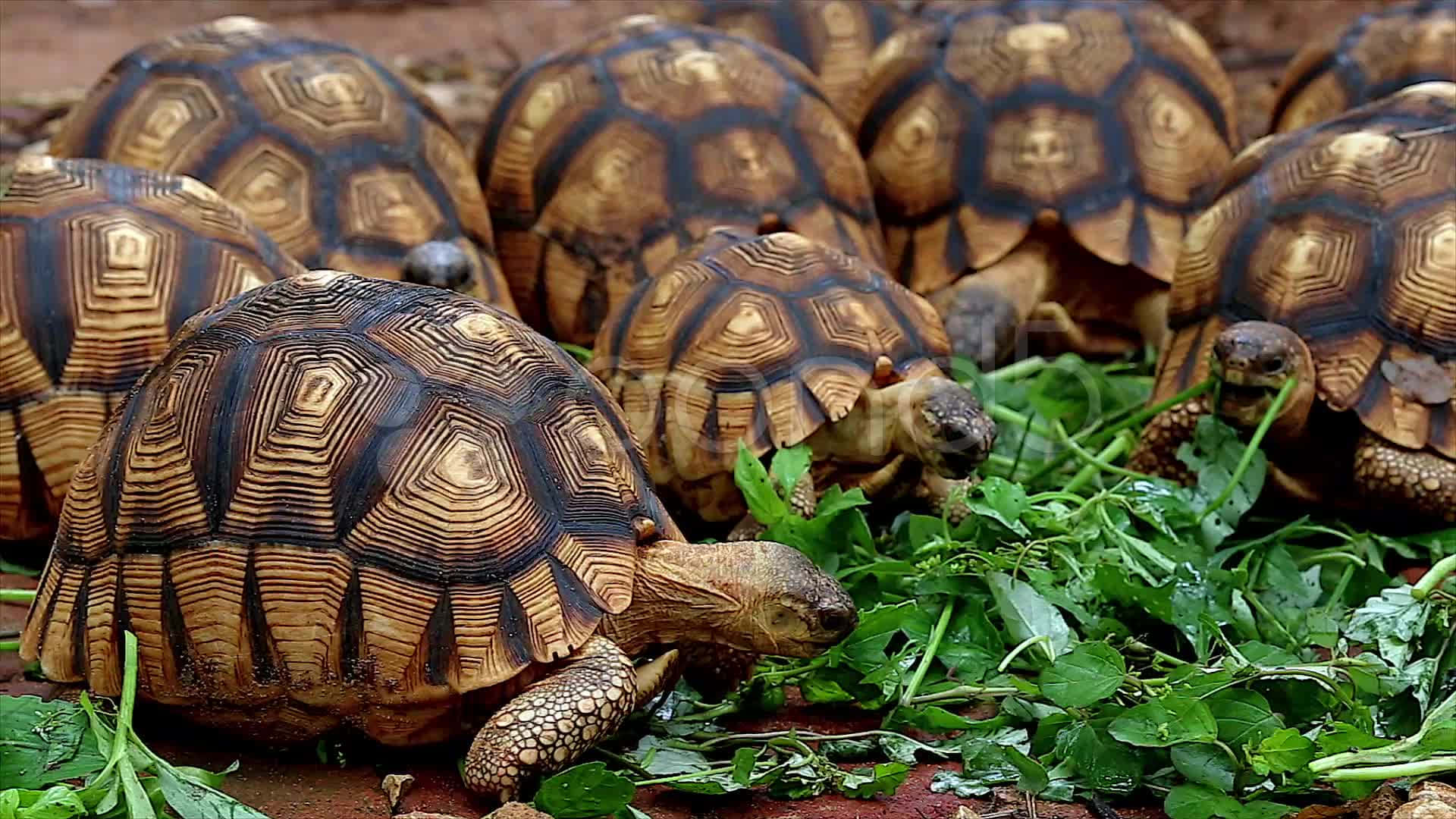 tortoise 桌布 壁紙 — 一群擁有複雜幾何殼紋的陸龜在微紅的土壤上咀嚼新鮮綠葉。