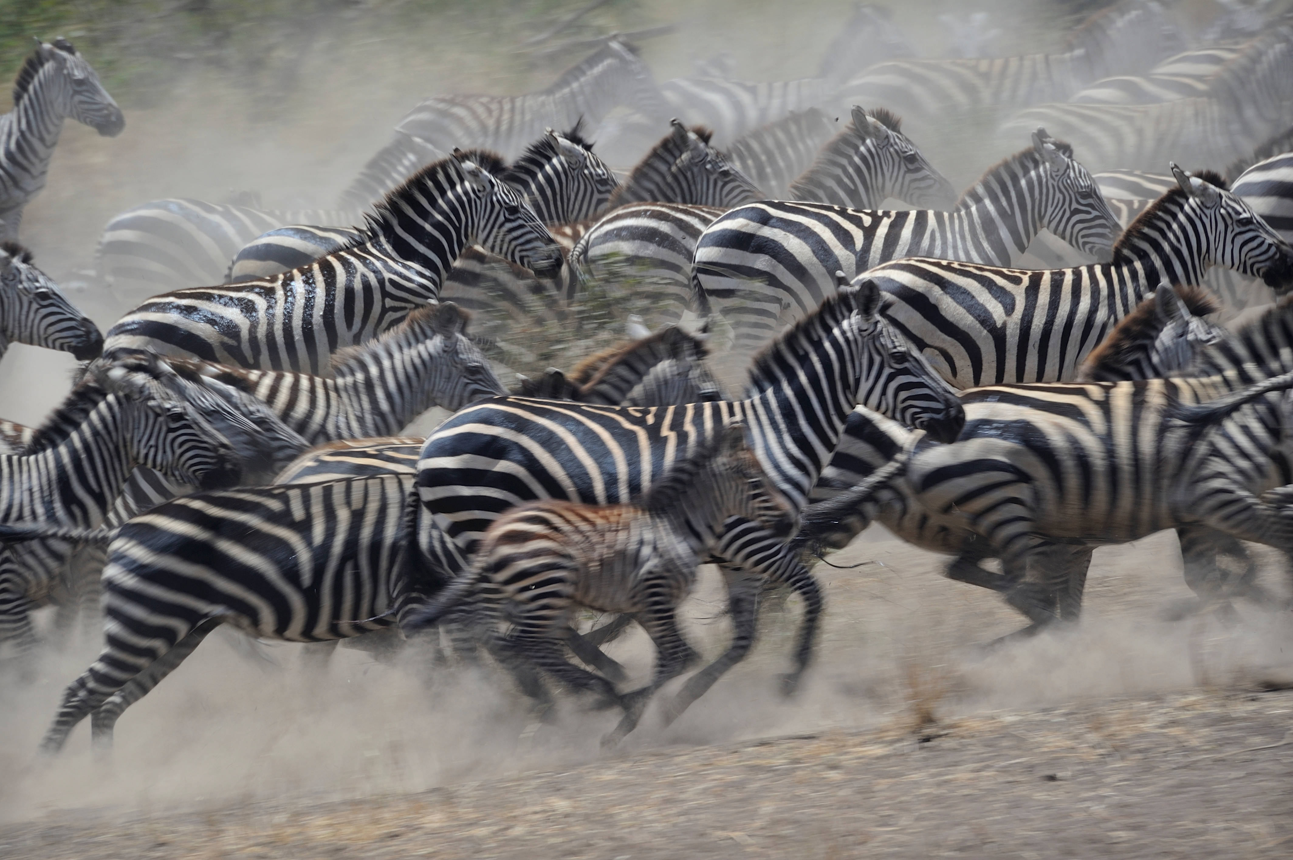 animals 桌布 壁紙 — 一群斑馬全速奔馳過塵土飛揚的稀樹草原，踢起漫天塵土，形成一場狂野混亂的奔逃。