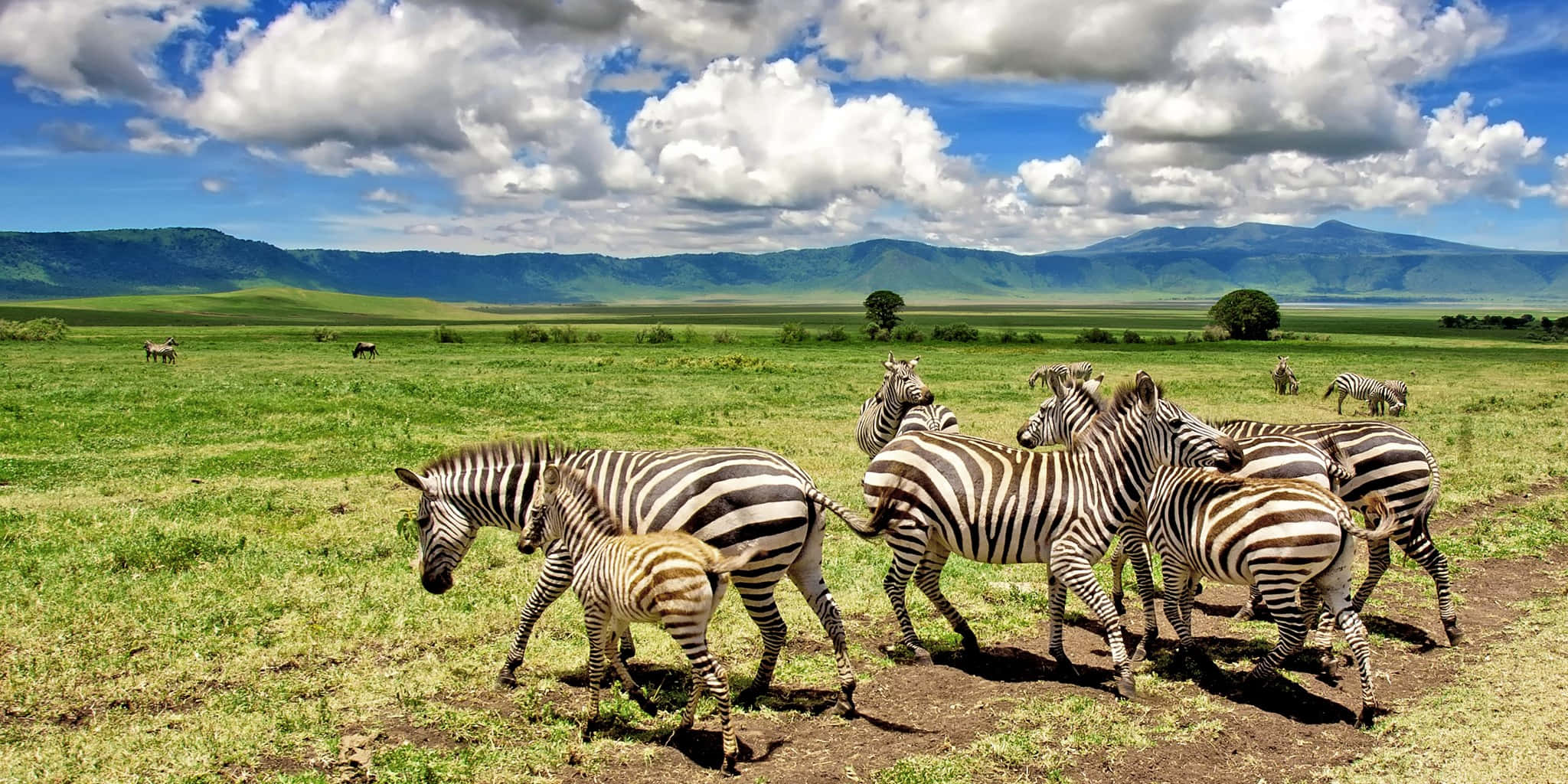 Tanzania 桌布 壁紙 — 一群斑馬和一隻小馬駒在陽光明媚的稀樹草原上吃草，頭上是明亮的藍天和蓬鬆的白雲。