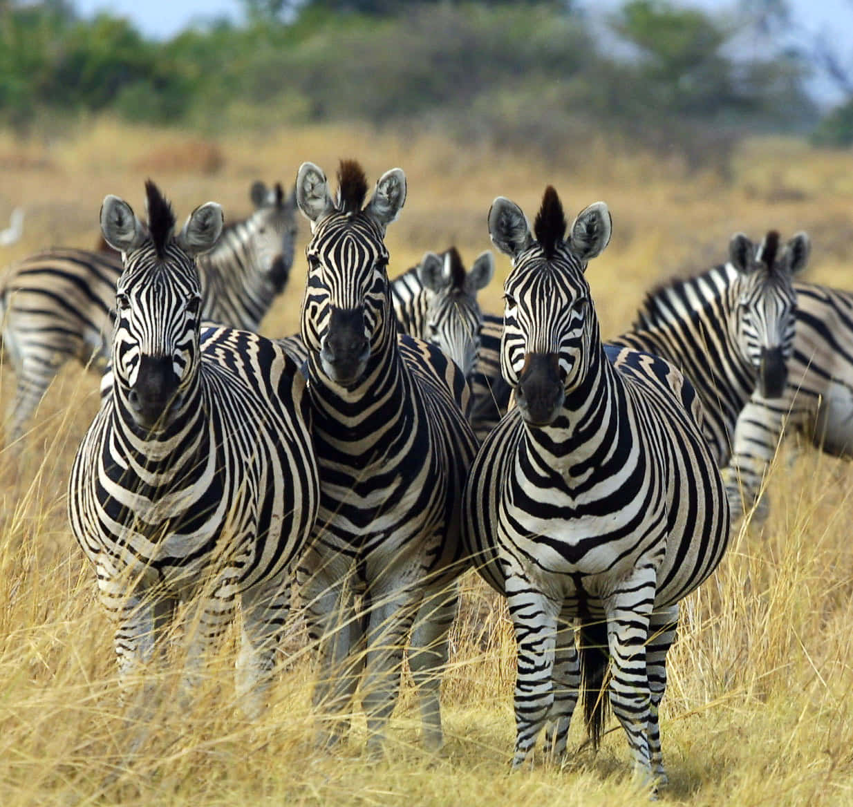Zebra 桌布 壁紙 — 一群斑馬在明亮的天空下，站在高高的金色草叢中警覺地注視著，背景是模糊的綠色樹木。