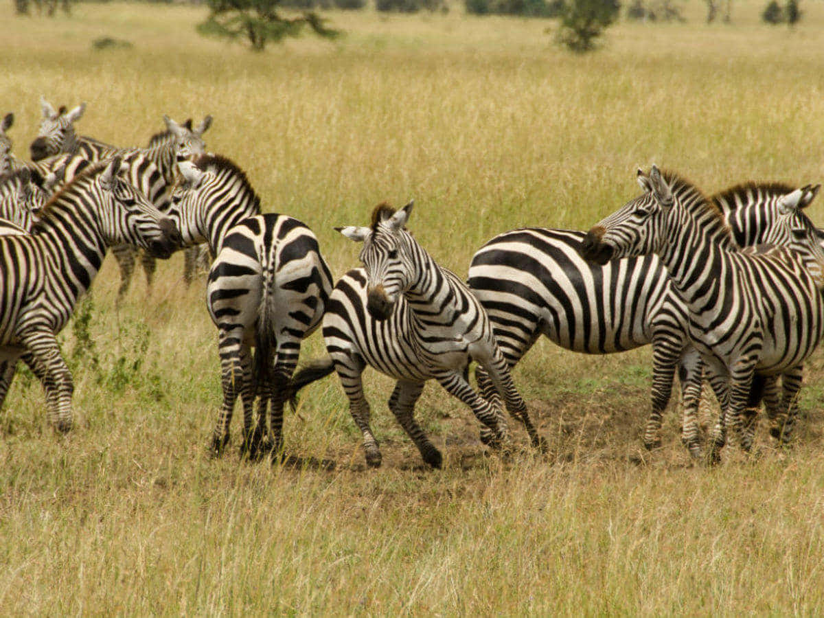 Tanzania 桌布 壁紙 — 一群斑馬在明亮的日光下，於稀樹草原的高大金色草叢中吃草和移動。