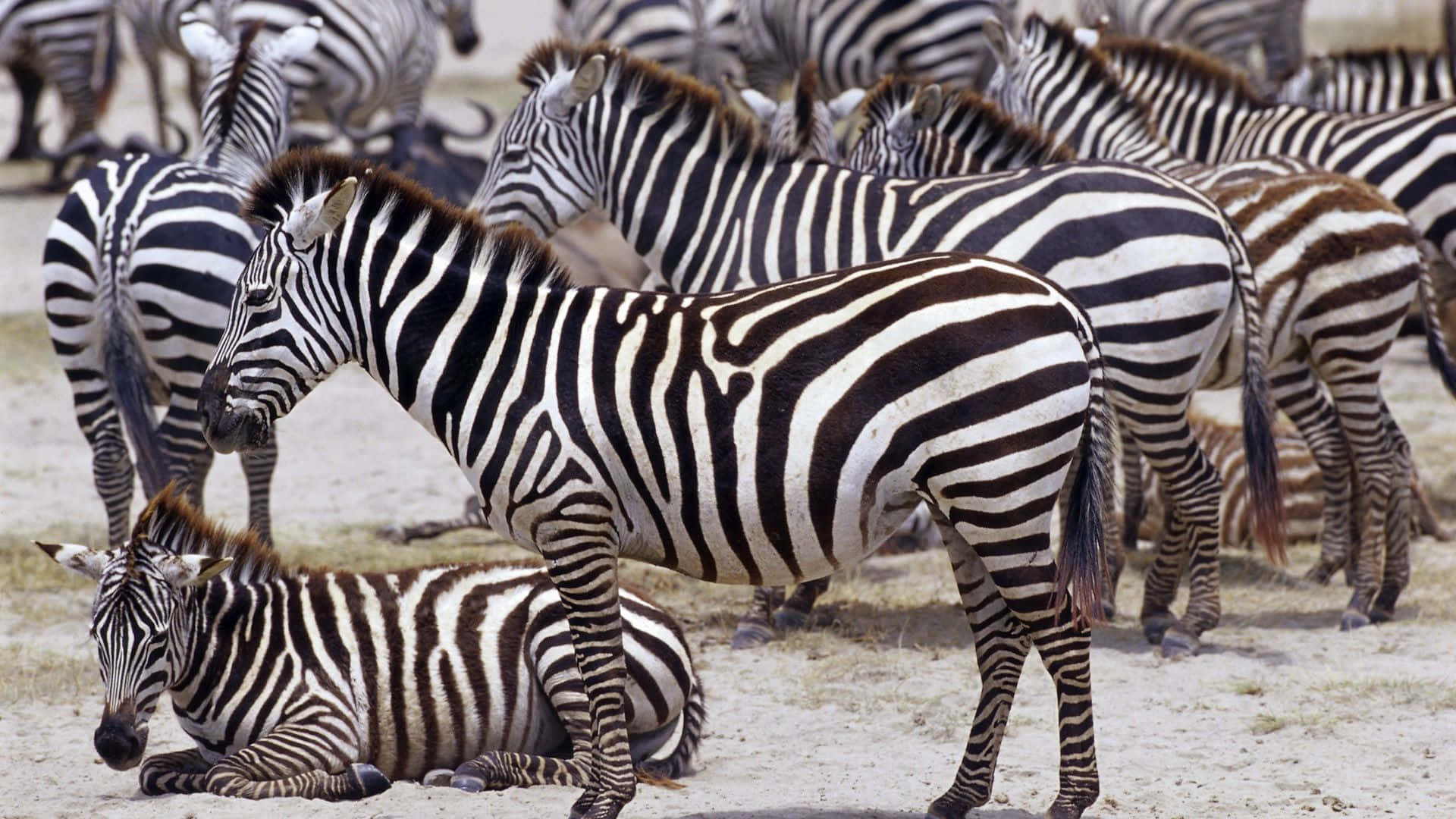 Zebra 桌布 壁紙 — 一群斑馬帶有鮮明的黑白條紋，在明亮的日光下站立並在乾燥的土地上休息。
