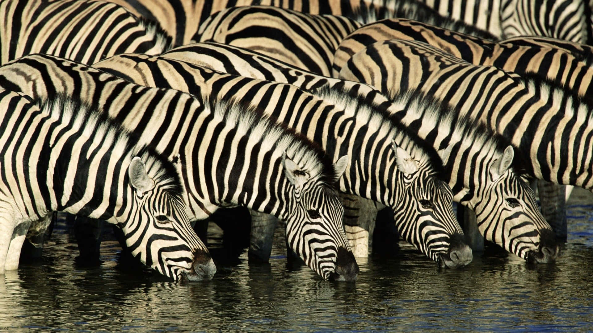 Zebra 桌布 壁紙 — 一群斑馬帶著大膽的黑白條紋，在明亮的陽光下低頭從平靜的水坑喝水。