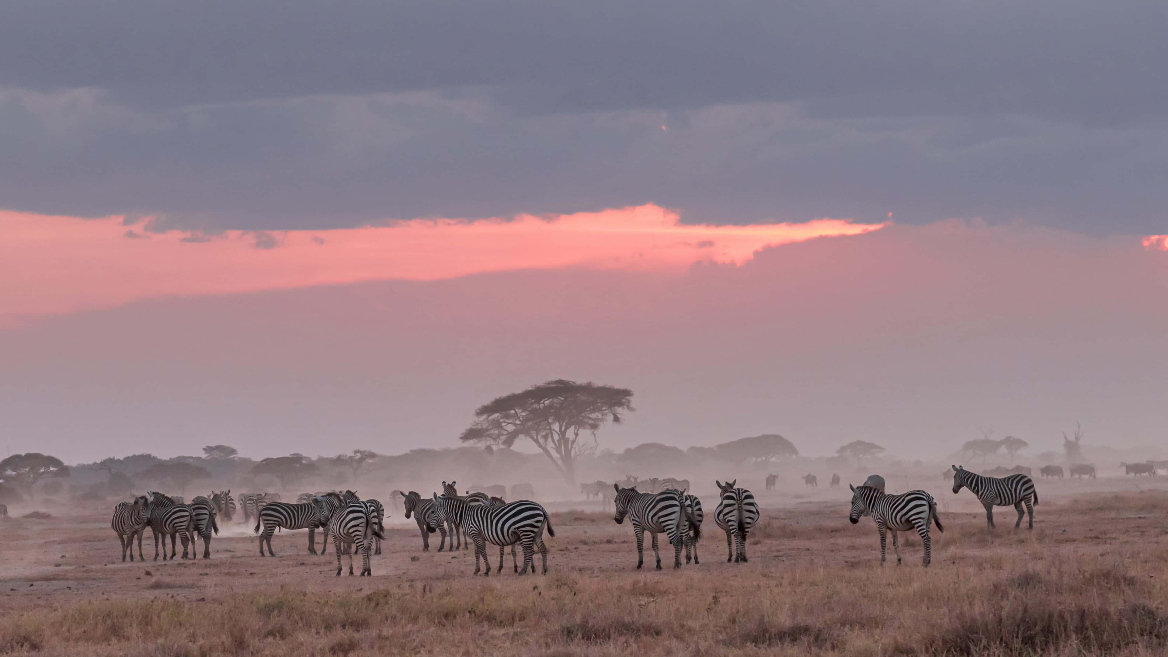 African Wildlife 桌布 壁紙 — 一群斑馬站在塵土飛揚的稀樹草原上，戲劇性的粉紅色和灰色日落塗滿了天空。