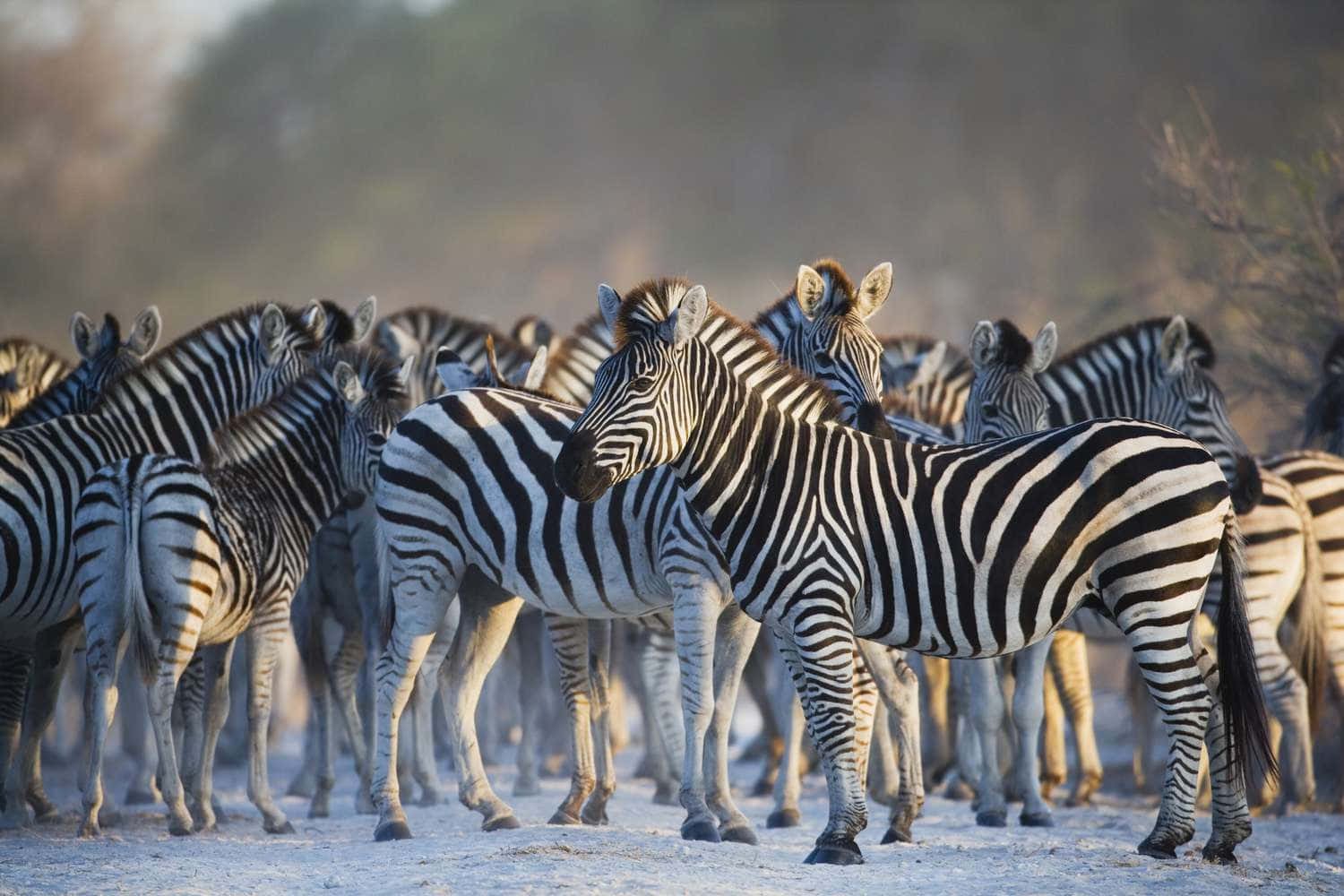 African Animals 桌布 壁紙 — 一群斑馬站在陽光照耀的稀樹草原上，柔和的金色光線突顯出牠們的條紋皮毛。