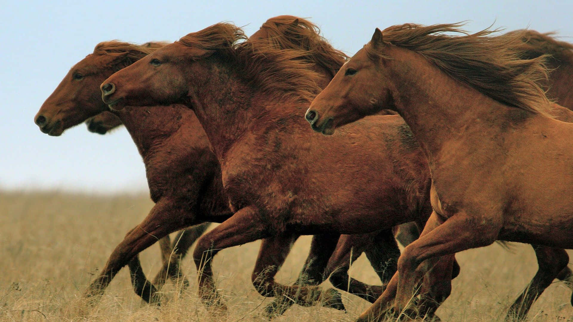 Mustang Horse 桌布 壁紙 — 一群栗色馬在淡藍色天空下，強勁地奔馳過乾燥的草原。