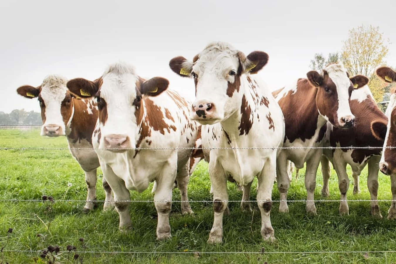 farm animals 桌布 壁紙 — 一群棕色和白色的牛站在鐵絲網後面，身處一片茂盛的綠色牧場，天空多雲。