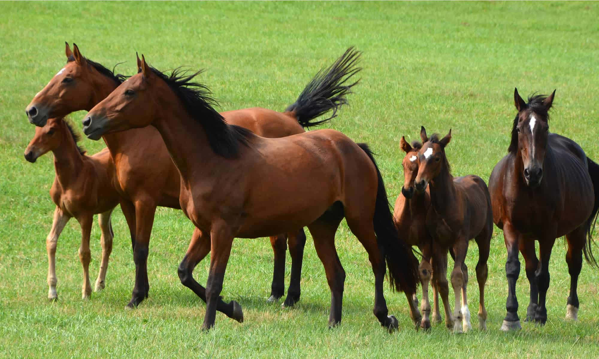 馬 桌布 壁紙 — 一群棕色和黑色的馬匹與小馬駒在明亮的日光下，在充滿活力的綠色牧場上吃草並警覺地站立。