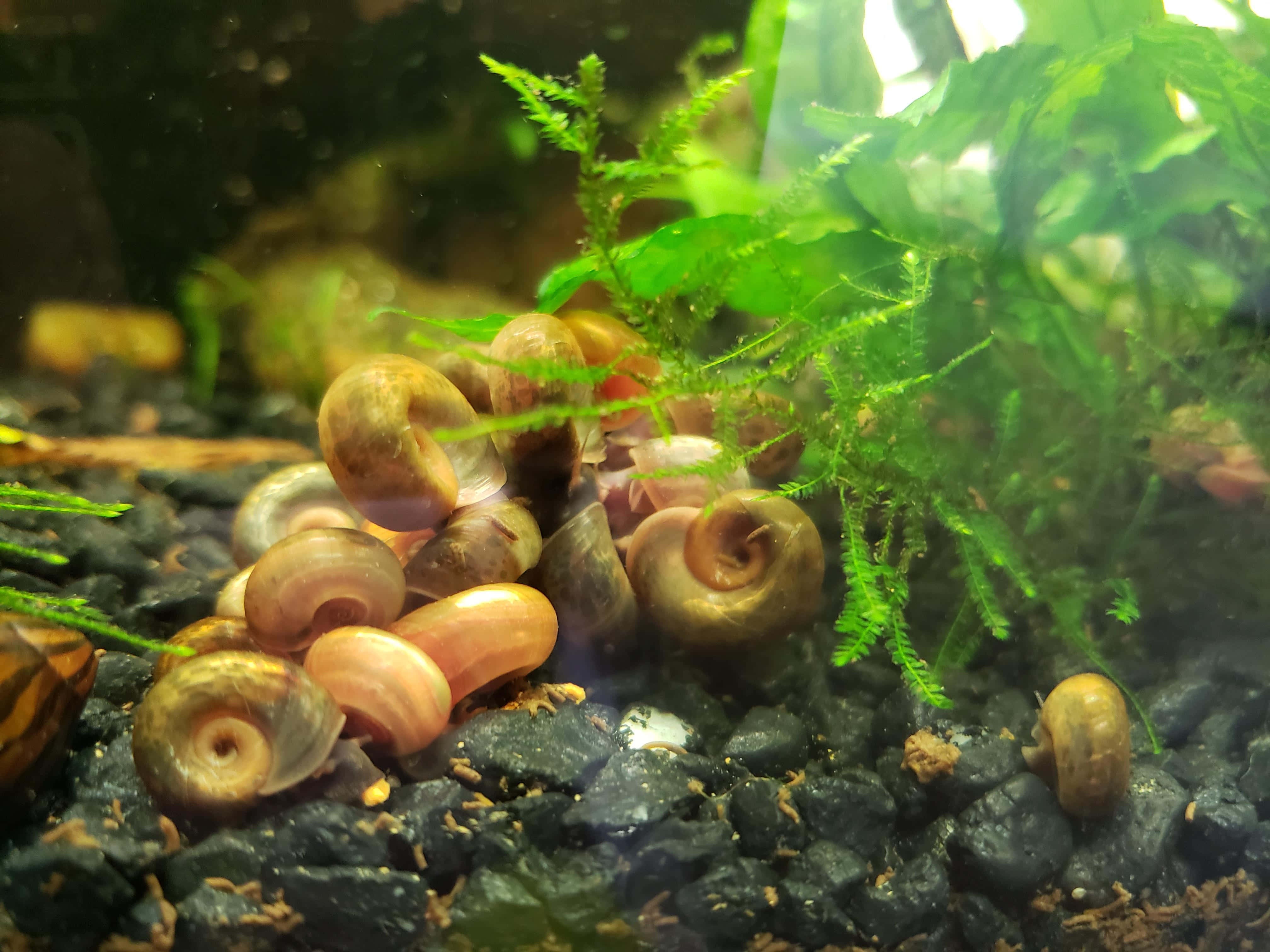 Pink Snail 桌布 壁紙 — 一群棕色蝸牛在淡水缸中深色礫石上爬行，旁邊是充滿活力的綠色水生植物。