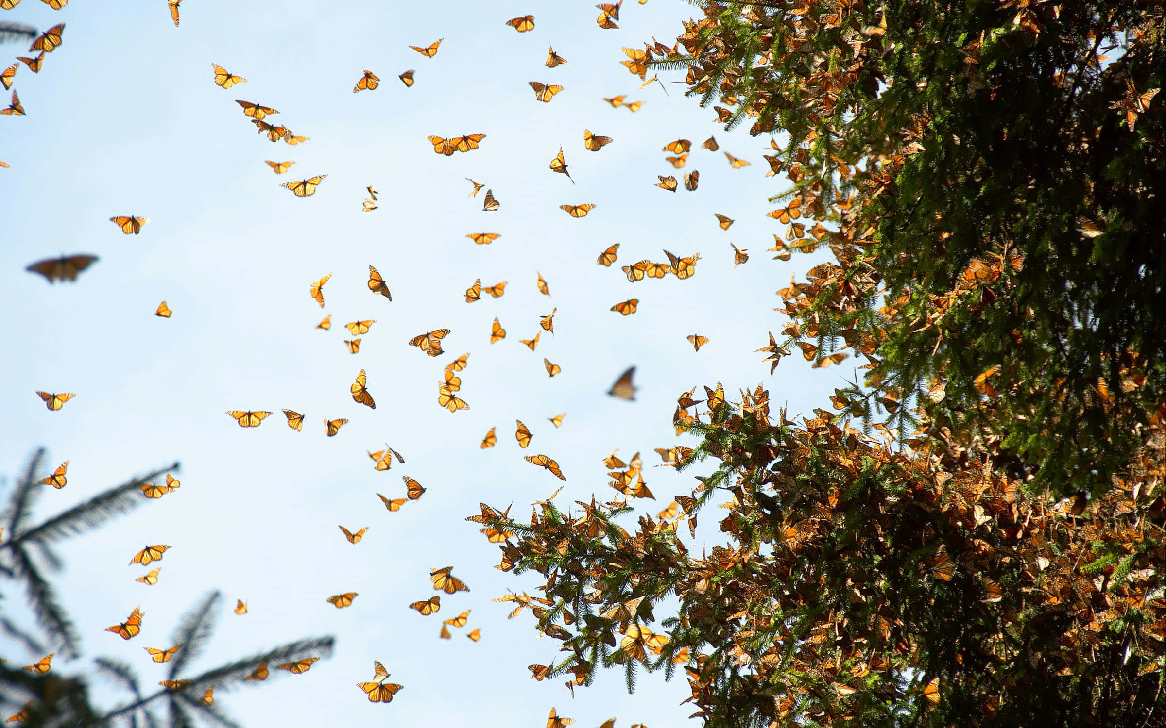 Butterfly Migration 桌布 壁紙 — 一群橙色帝王蝶在淡藍色的天空中，靠近常綠樹枝飛翔。