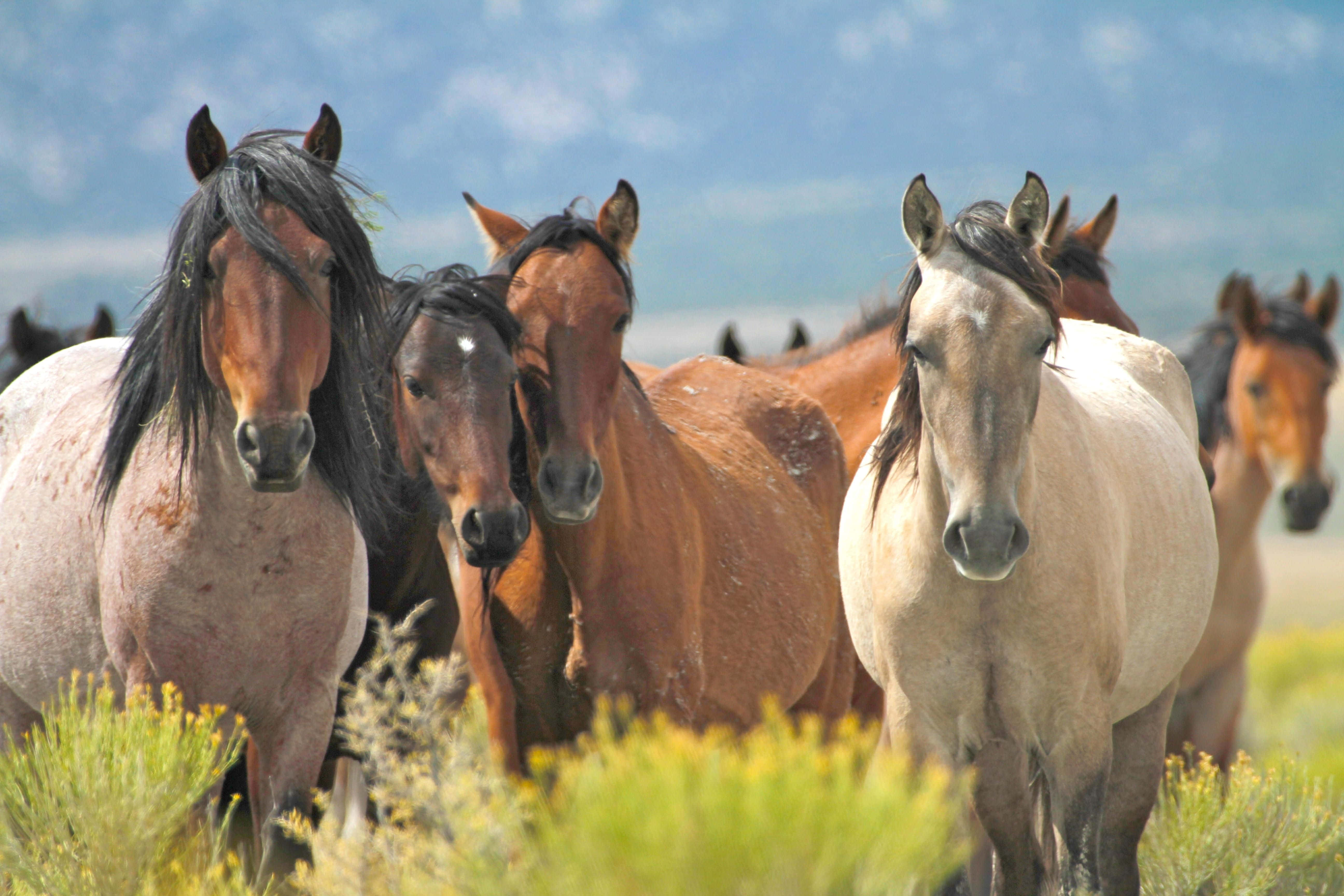 Mustang Horse 桌布 壁紙 — 一群毛色各異的野馬在藍天下陽光普照的黃色野花田中警覺地站立。