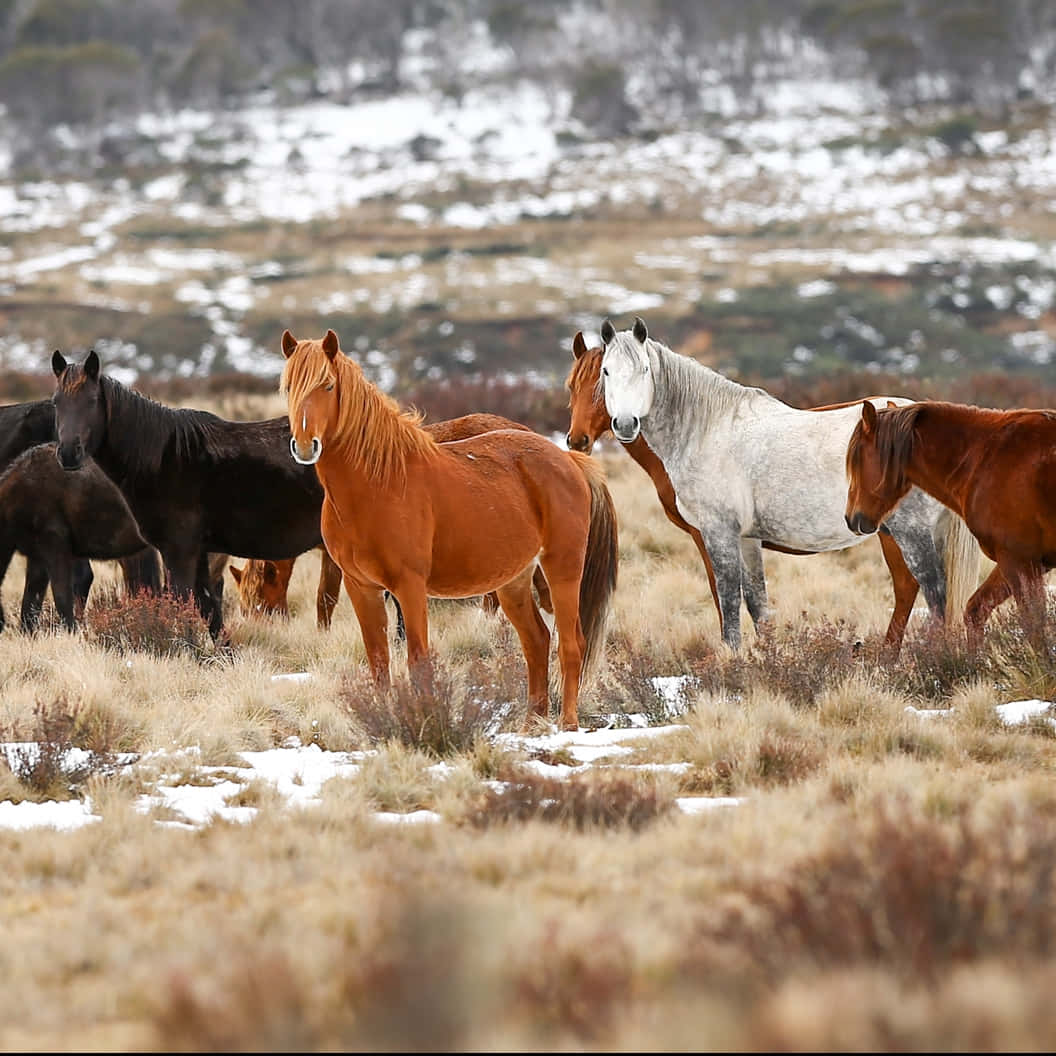 Pretty Horses 桌布 壁紙 — 一群毛色各異的野馬站在積雪的原野上，原野上散佈著乾草和灌木，天空陰沉。