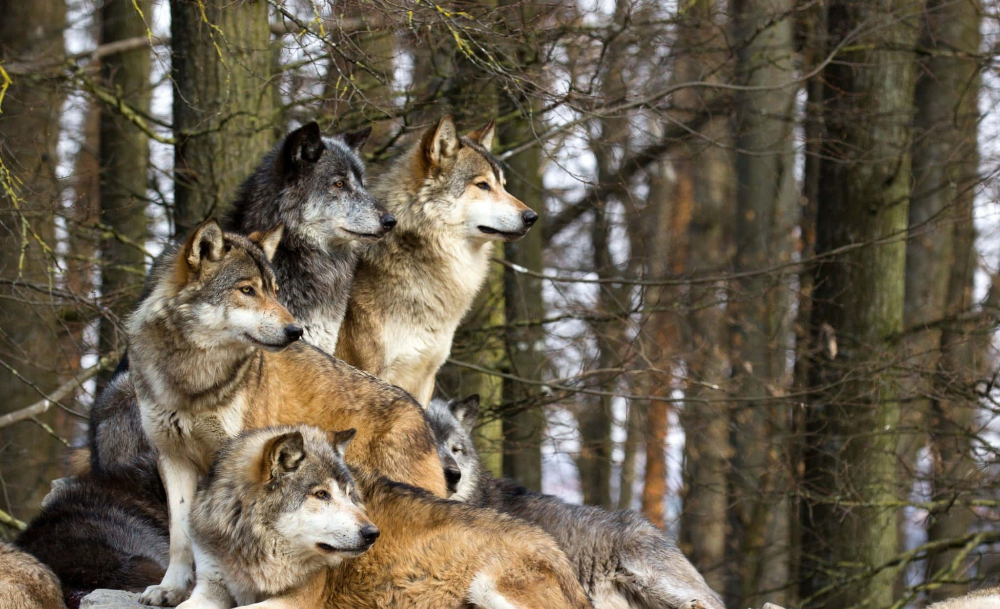Wolf Pack 桌布 壁紙 — 一群毛色灰褐各異的狼在光禿禿的冬季森林中警覺地站著，周圍是高聳的樹木。