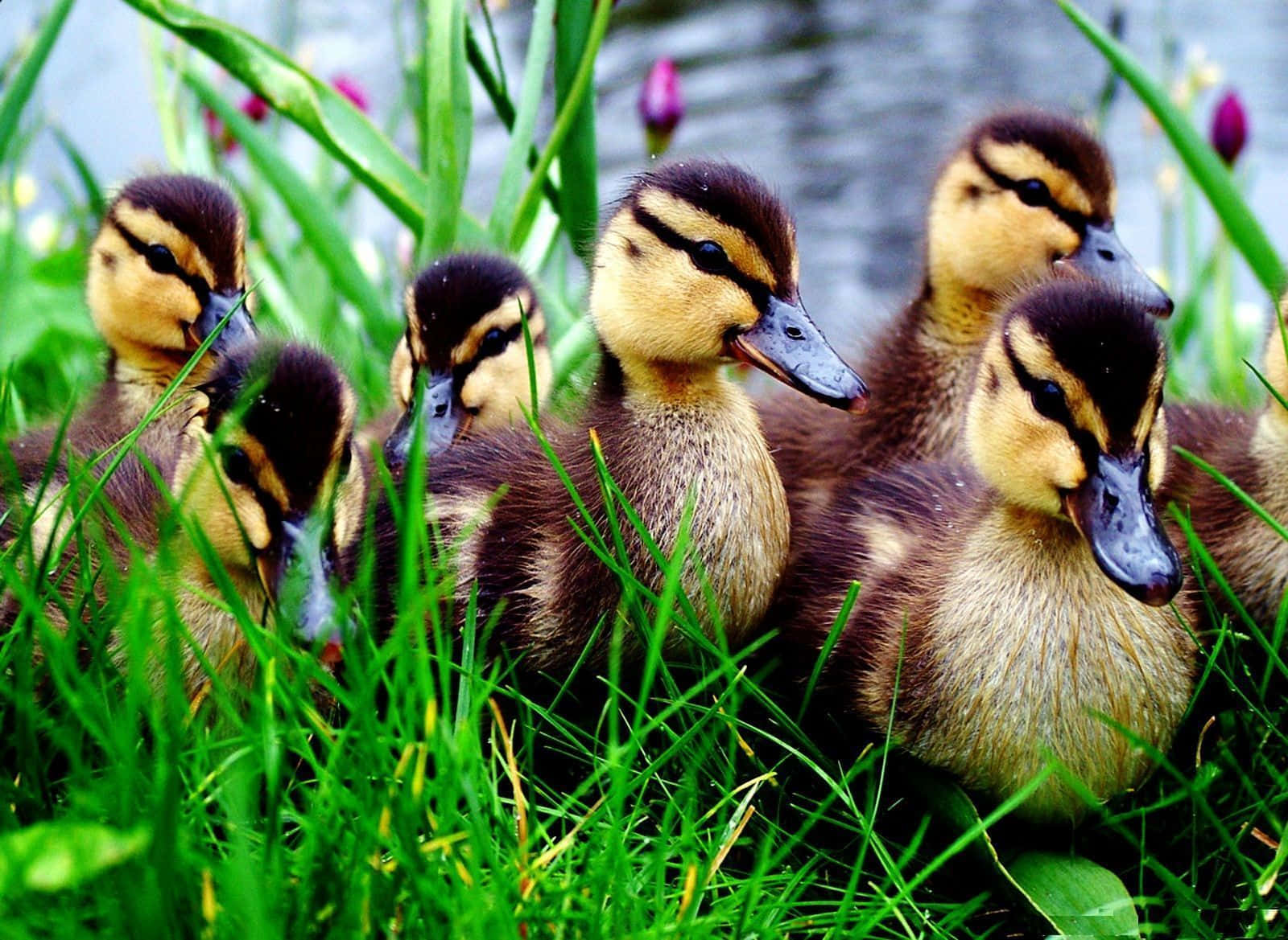 Cute Duck 桌布 壁紙 — 一群毛茸茸、頭部有條紋的小鴨子，在池塘附近鮮綠的草叢中探出頭來。