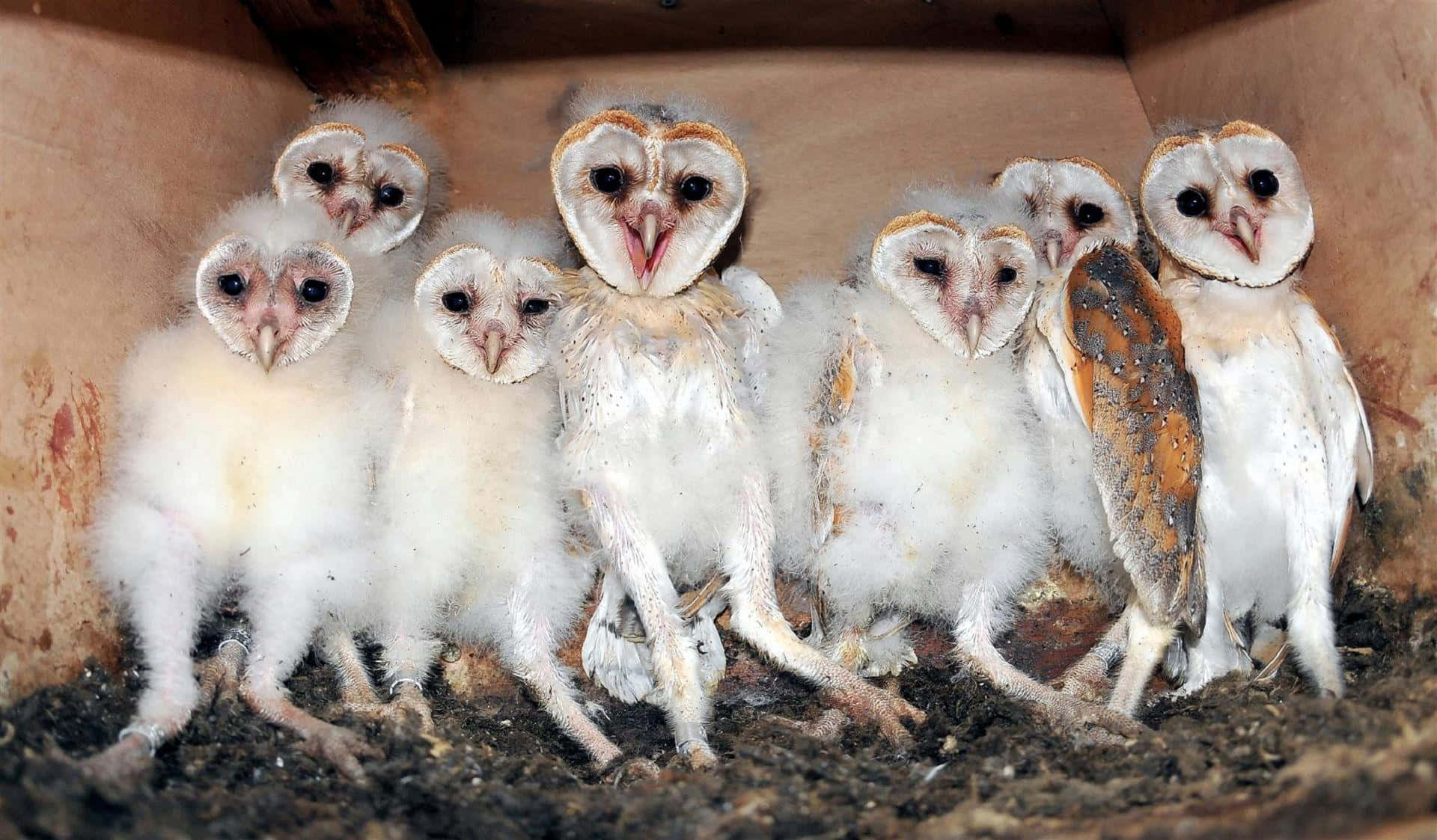 barn owl 桌布 壁紙 — 一群毛茸茸的倉鴞雛鳥，心形臉孔，擠在木製巢箱裡。