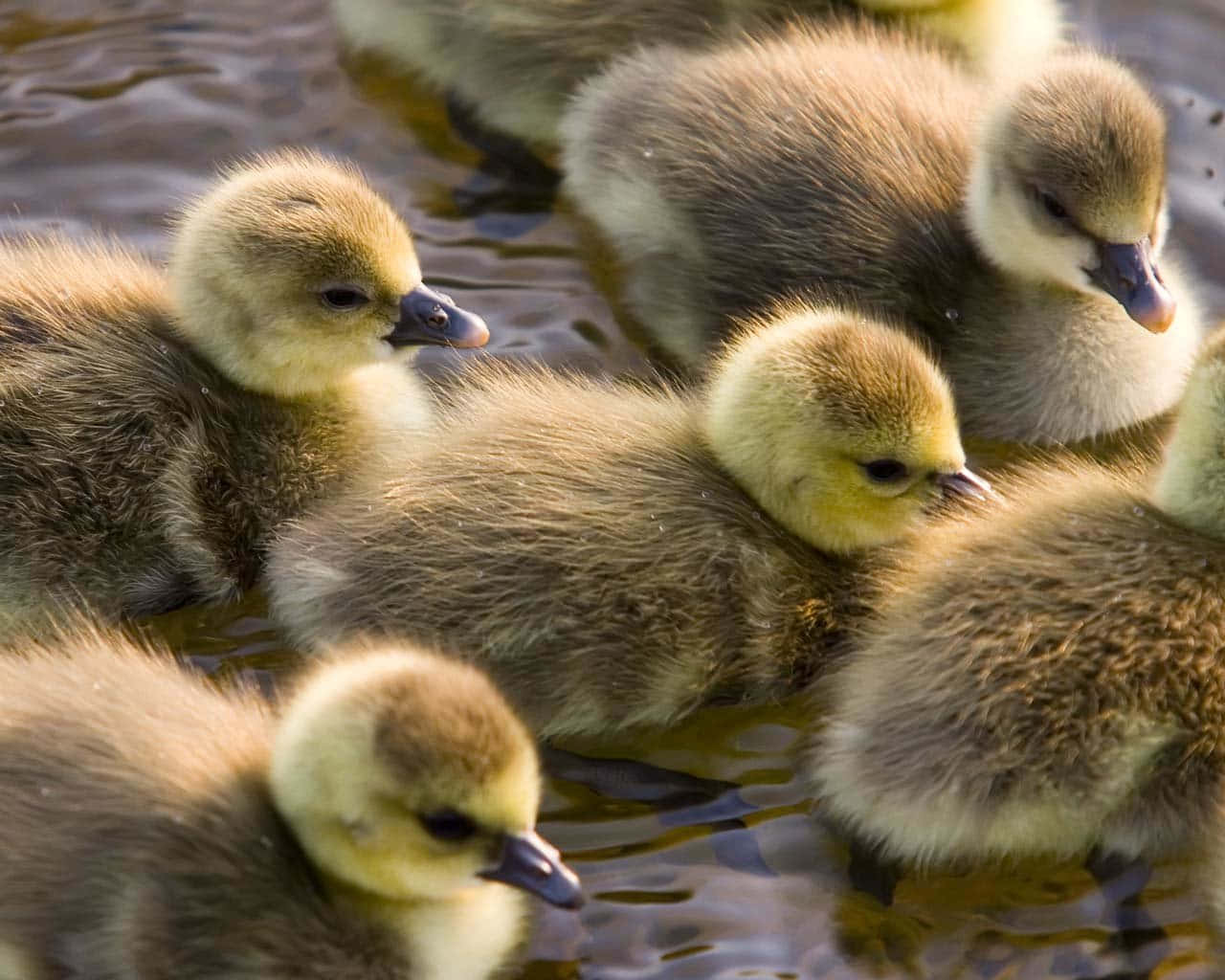 Cute Duck 桌布 壁紙 — 一群毛茸茸的小鵝，黃色頭部和棕色絨毛，一起漂浮在漣漪的水面上。
