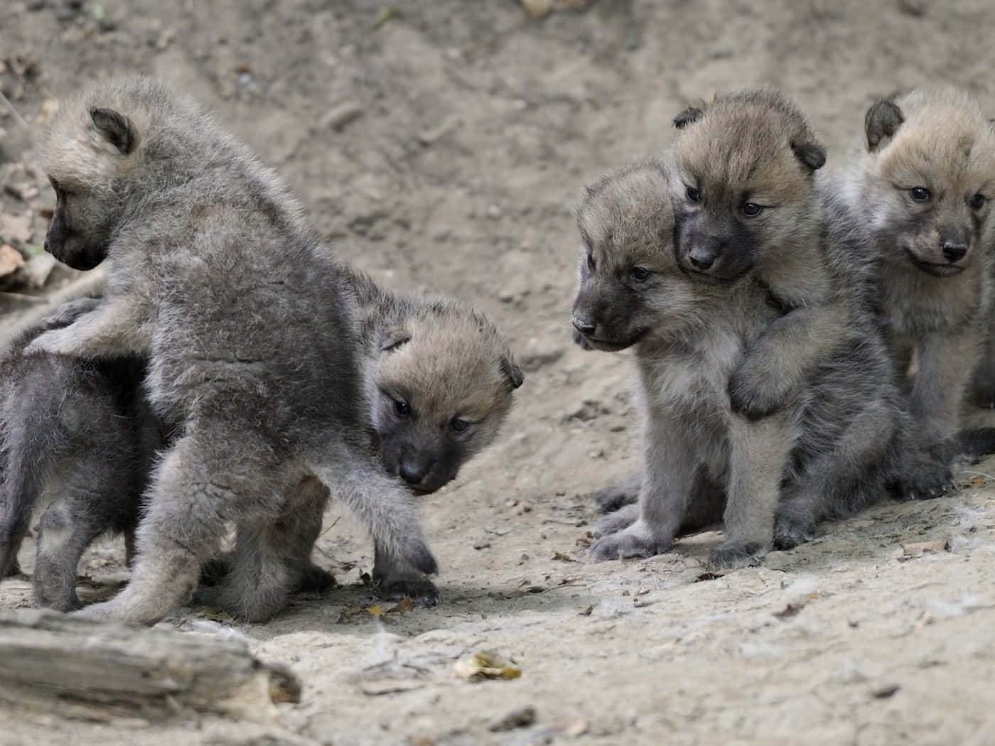 Wolf Pup 桌布 壁紙 — 一群毛茸茸的灰色小狼在沙質泥土上嬉戲翻滾。