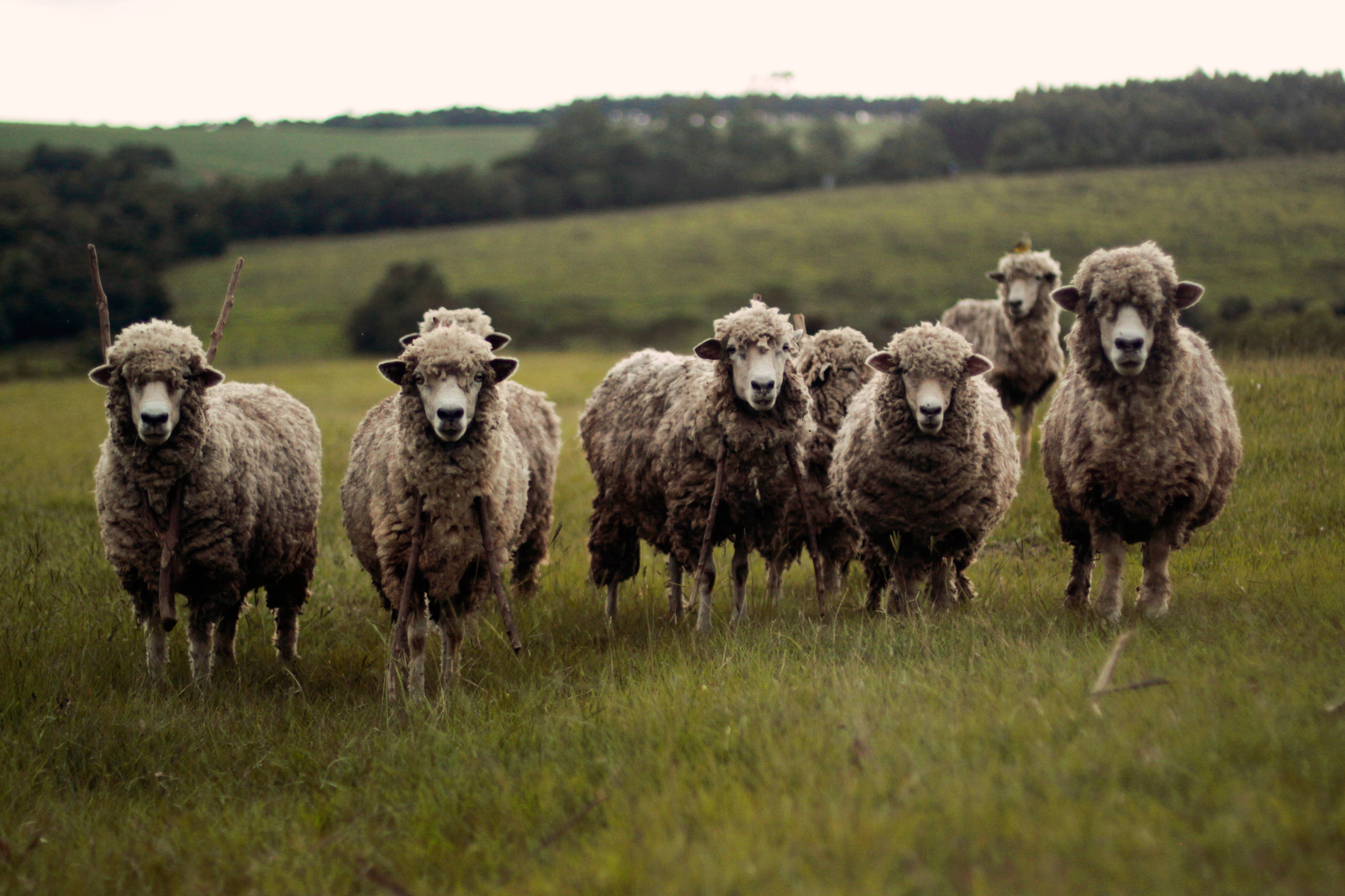 Sheep 桌布 壁紙 — 一群毛茸茸的羊，帶著好奇的表情，站在茂密的綠色牧場上，天空多雲。