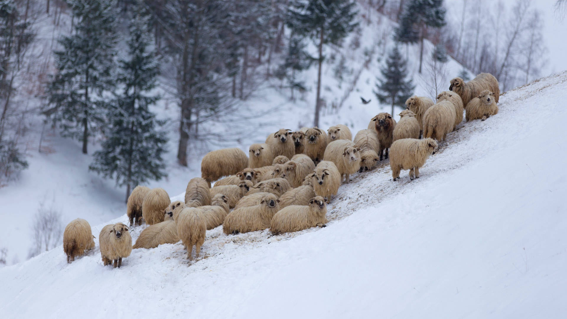 Sheep 桌布 壁紙 — 一群毛茸茸的羊在明亮的冬日天空下，爬上一條點綴著常綠樹的積雪山坡。