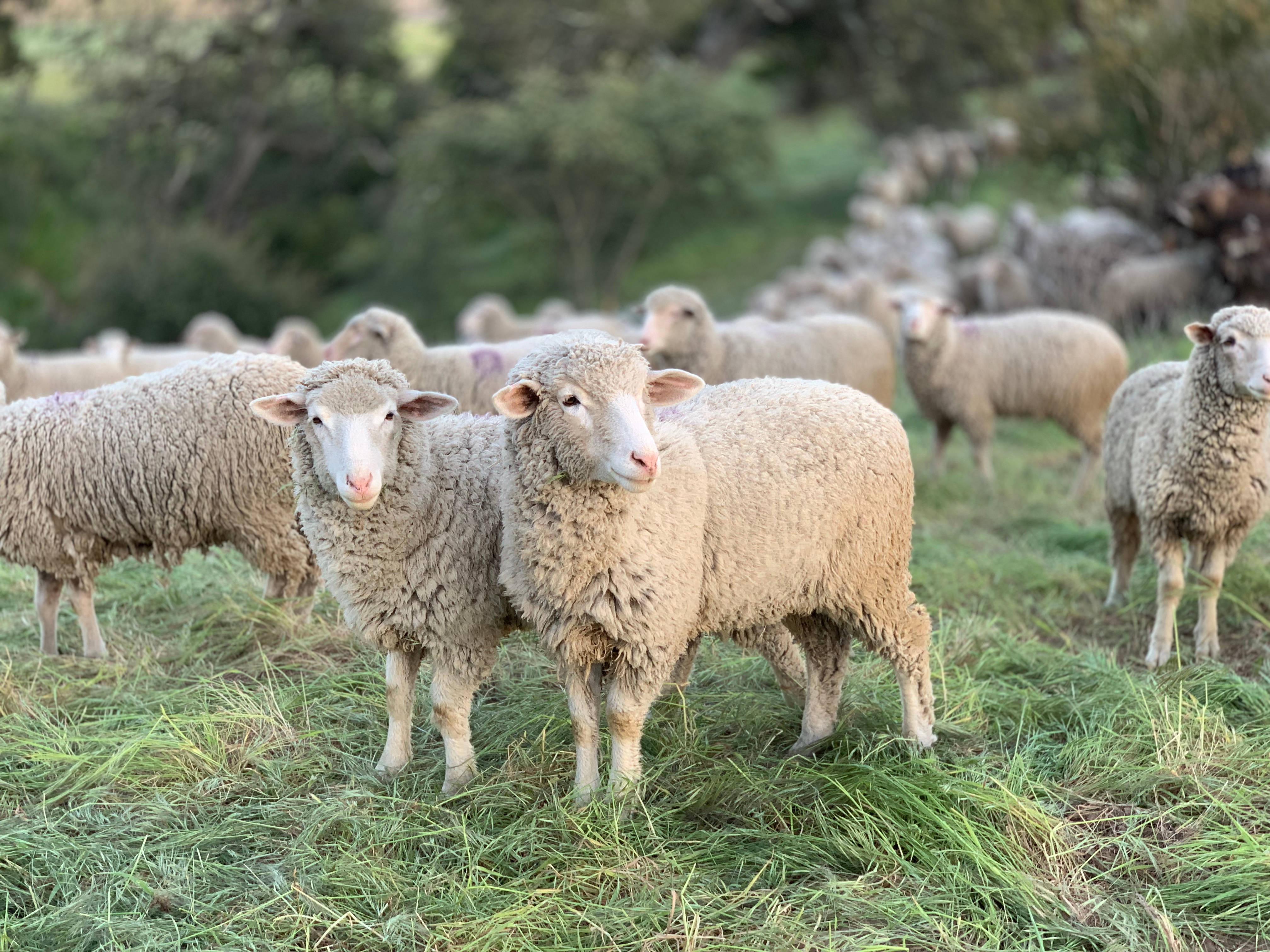 Sheep 桌布 壁紙 — 一群毛茸茸的羊在陽光明媚的綠色牧場上吃草，背景有樹木。
