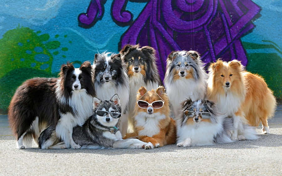 Funny Dog 桌布 壁紙 — 一群毛茸茸的設得蘭牧羊犬和一隻戴著太陽眼鏡的哈士奇在色彩繽紛的塗鴉牆前一起擺姿勢。