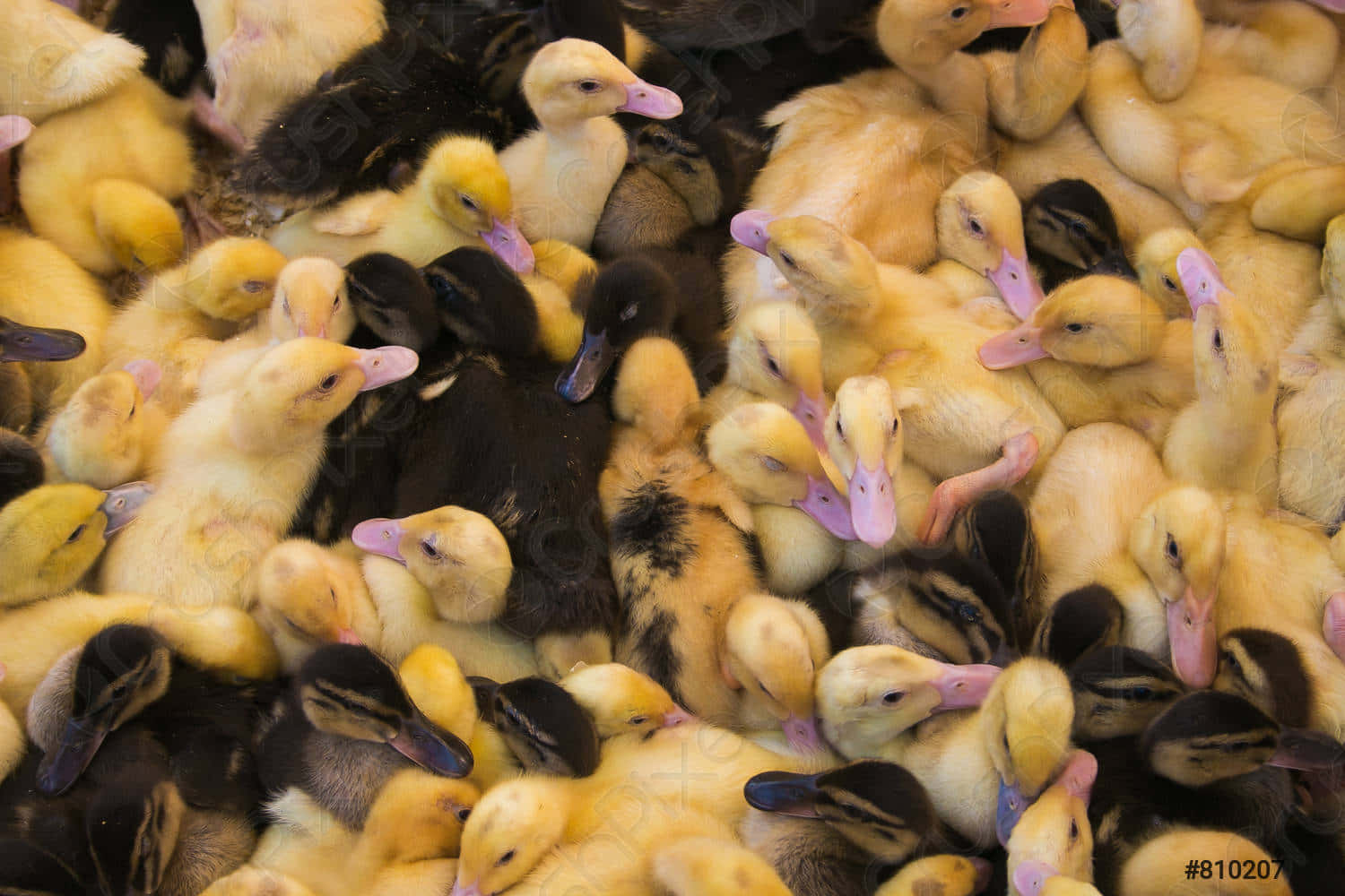 Baby Duck 桌布 壁紙 — 一群毛茸茸的黃色和黑色小鴨緊緊擠在一起，帶有粉紅色的喙。