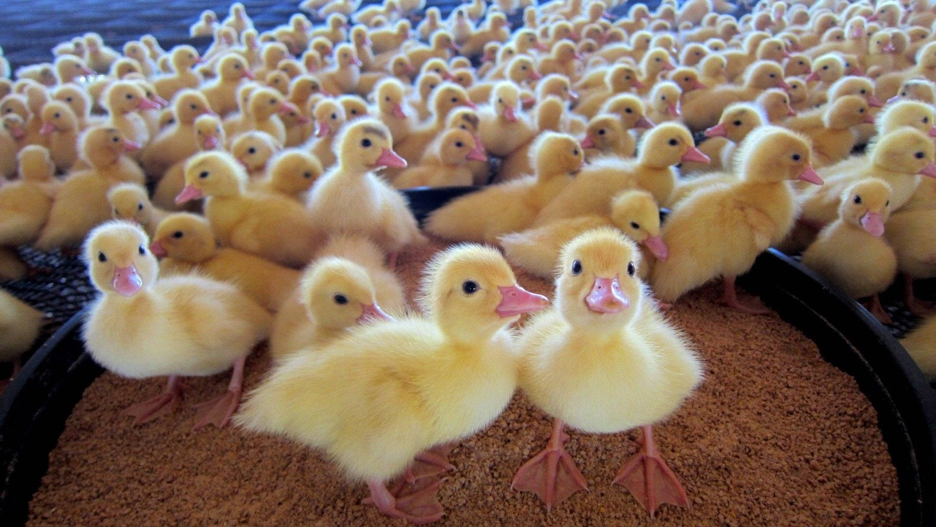 Baby Duck 桌布 壁紙 — 一群毛茸茸的黃色小鴨，有粉紅色的喙和腳，站在黑色桶內的棕色墊料上。