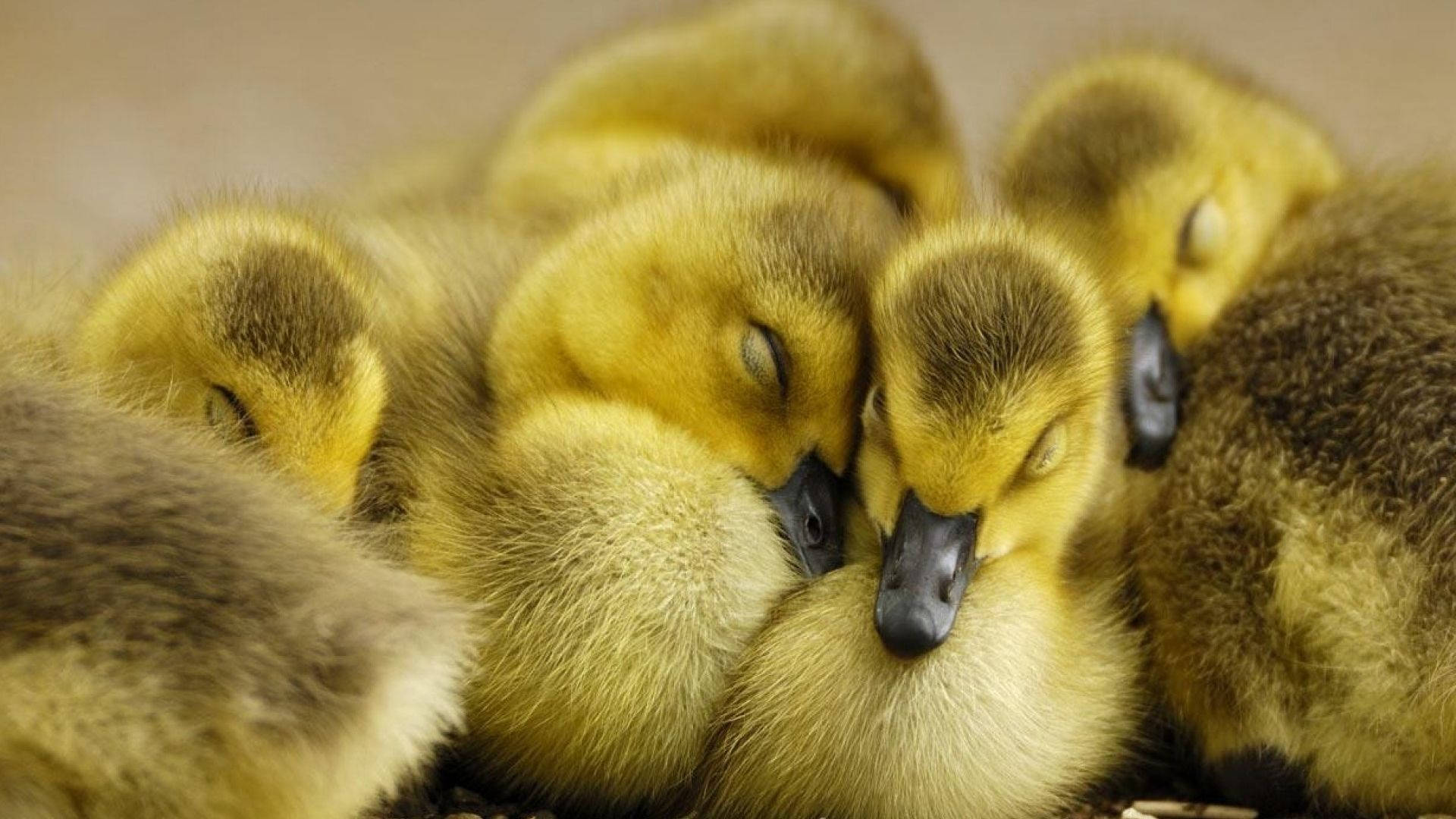 Baby Duck 桌布 壁紙 — 一群毛茸茸的黃色小鵝，閉著眼睛，柔軟的絨毛，安詳地睡著。