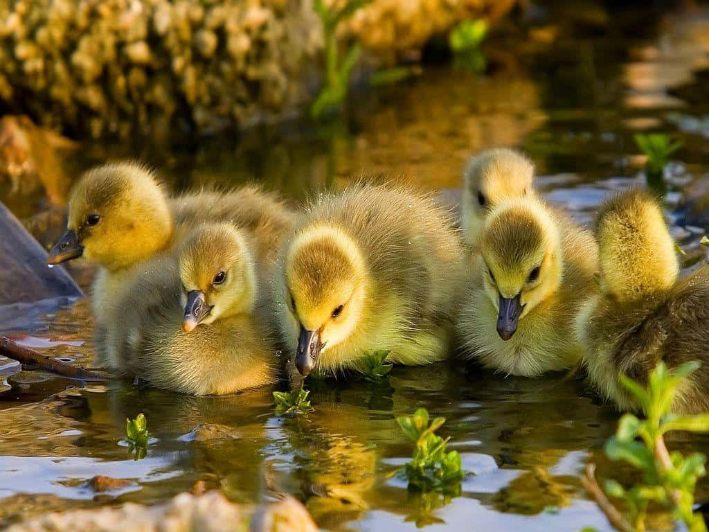Cute Duck 桌布 壁紙 — 一群毛茸茸的黃色小鵝在岩石附近的淺水中啄食綠色植物。