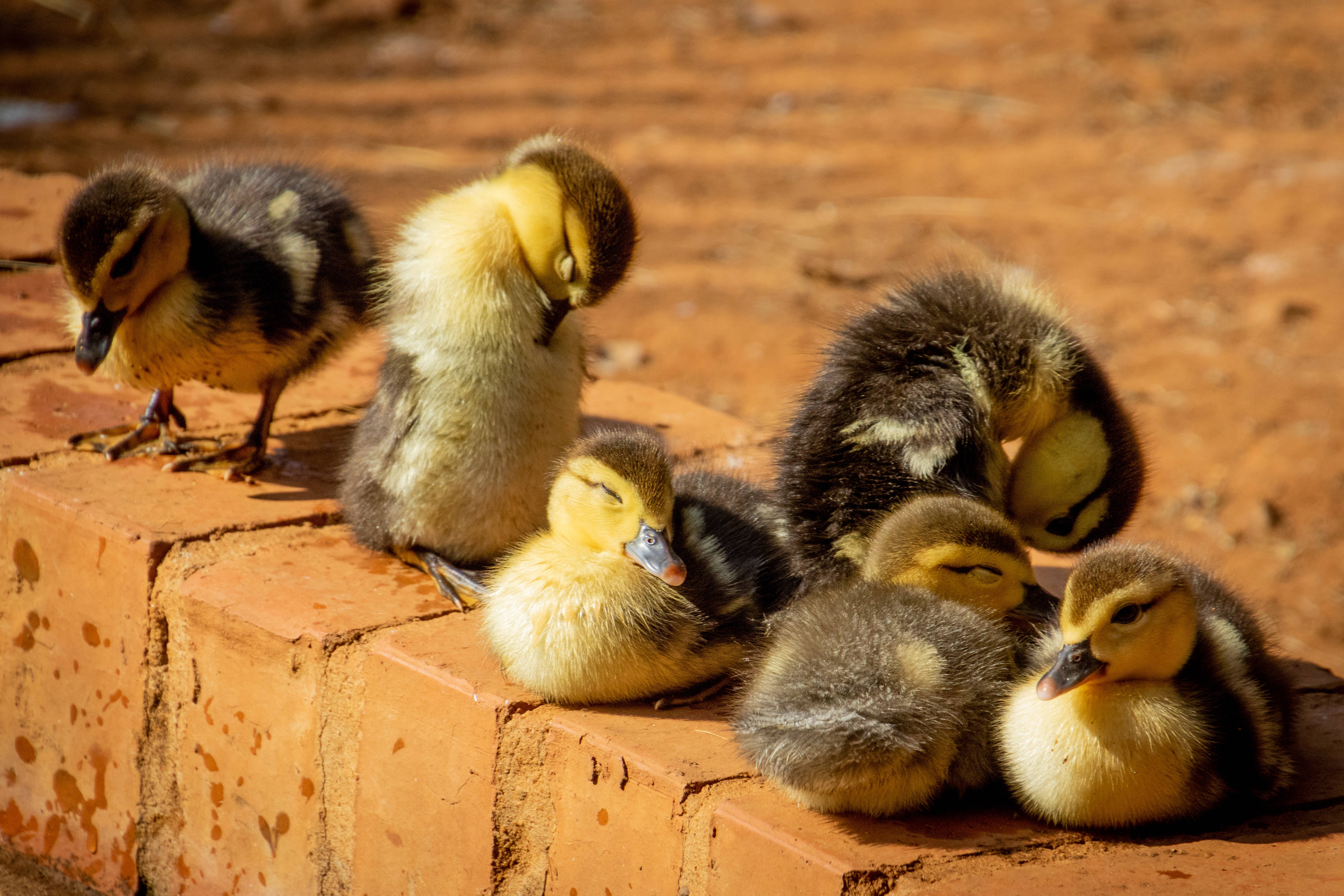 Duck 桌布 壁紙 — 一群毛茸茸的黃頭灰色絨毛小鴨，在陽光普照的赤陶磚上休息，背景溫暖樸實。