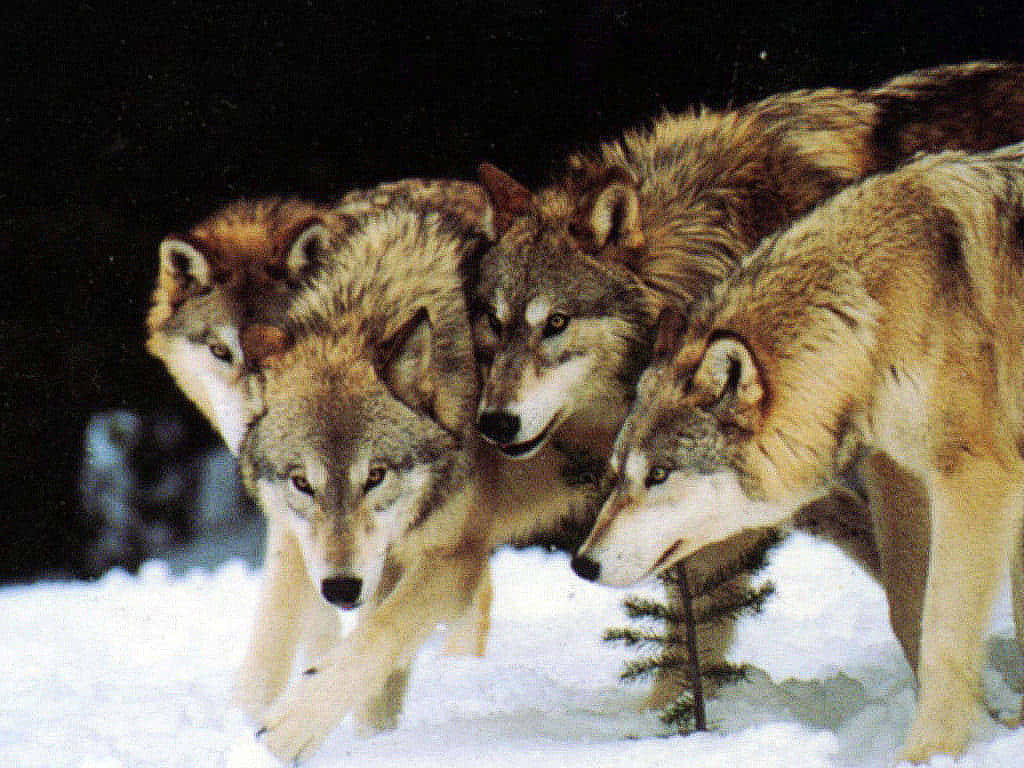 Cute Wolves 桌布 壁紙 — 一群毛髮濃密、眼神警覺的狼在漆黑的夜空下穿過厚厚的積雪。
