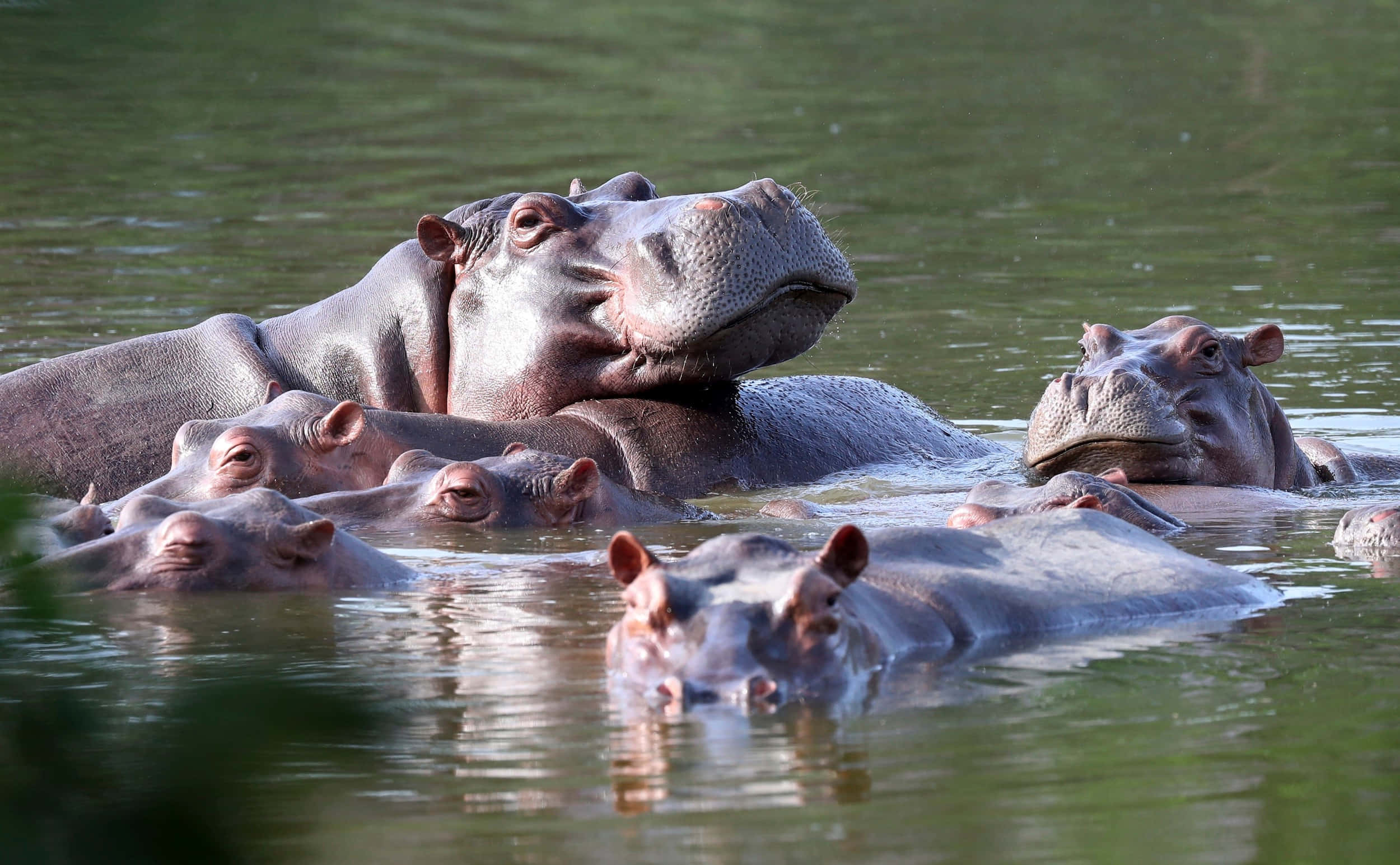 hippo 桌布 壁紙 — 一群河馬在平靜的綠色水中休息，有些頭部露出水面，有些則潛在水中。
