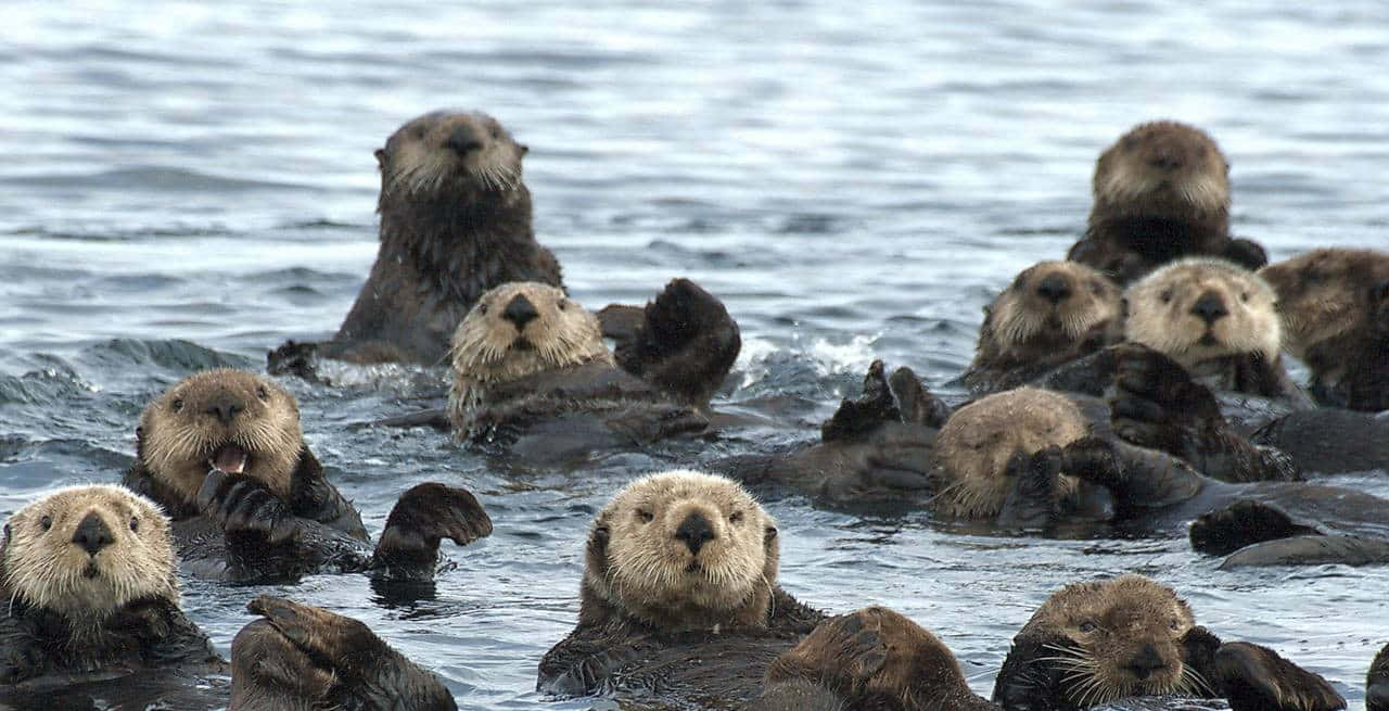 Otter 桌布 壁紙 — 一群活潑的海獺帶著好奇的表情在平靜的海水中漂浮玩耍。