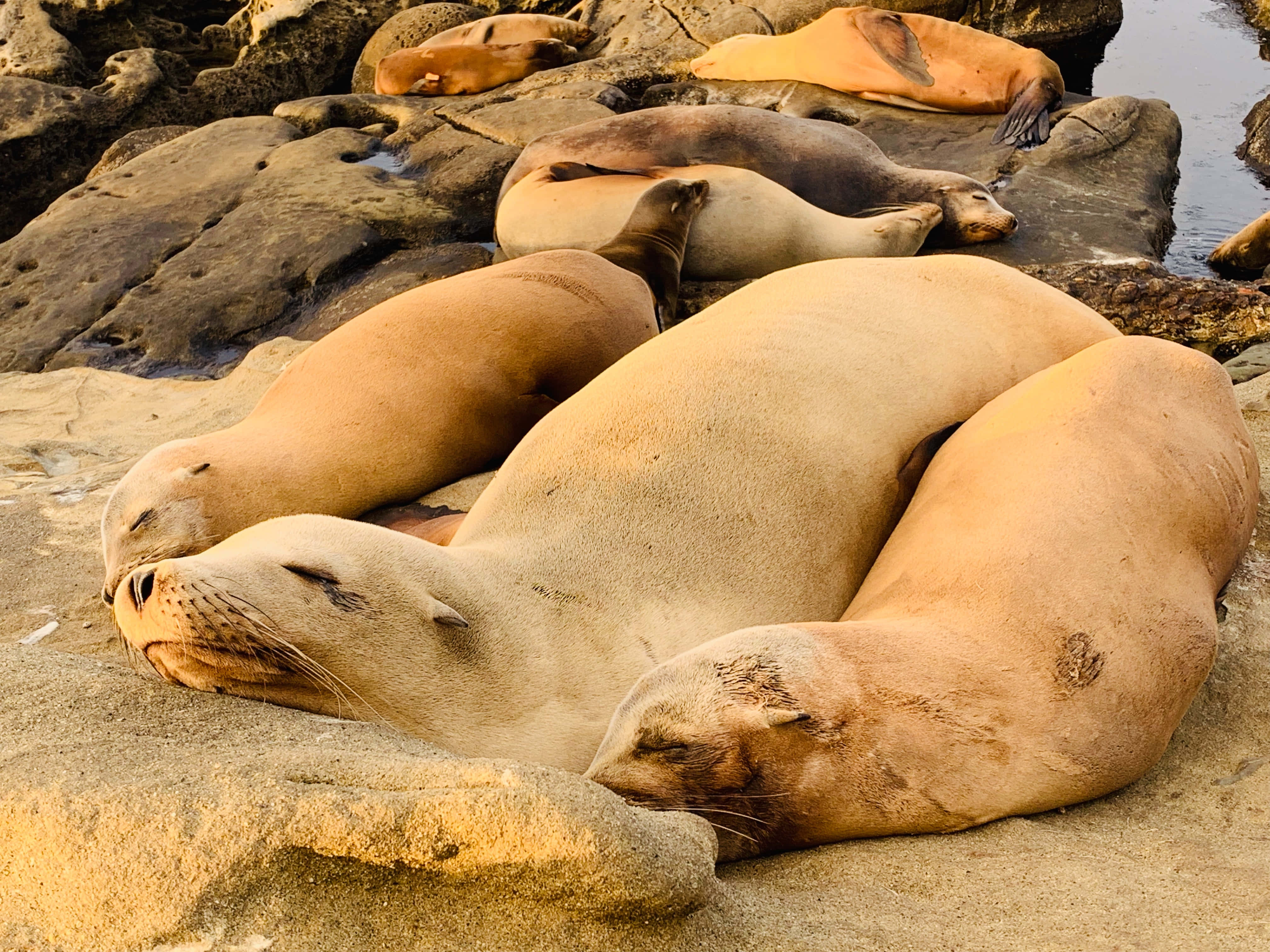 動物 桌布 壁紙 — 一群海獅在水邊附近陽光普照的沿海岩石上平靜地休息。