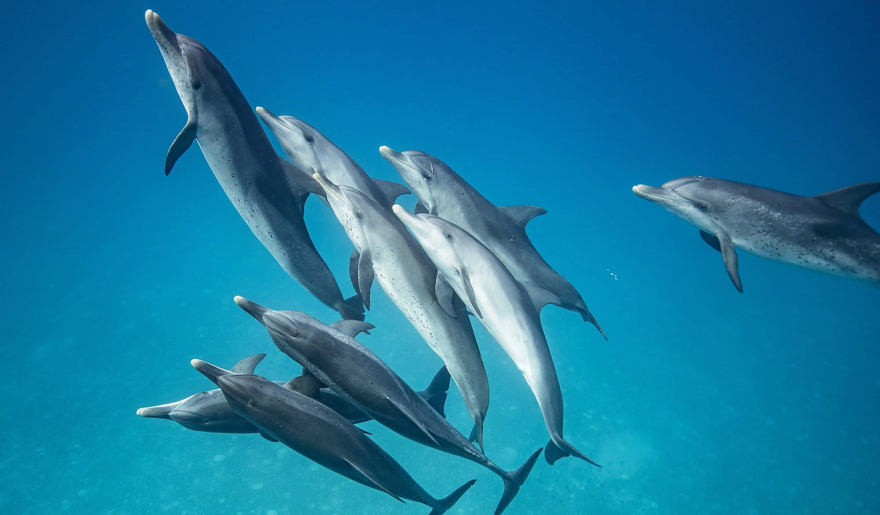 Cool Dolphin 桌布 壁紙 — 一群海豚在明亮的陽光下，優雅地在清澈的碧綠海洋中游弋。