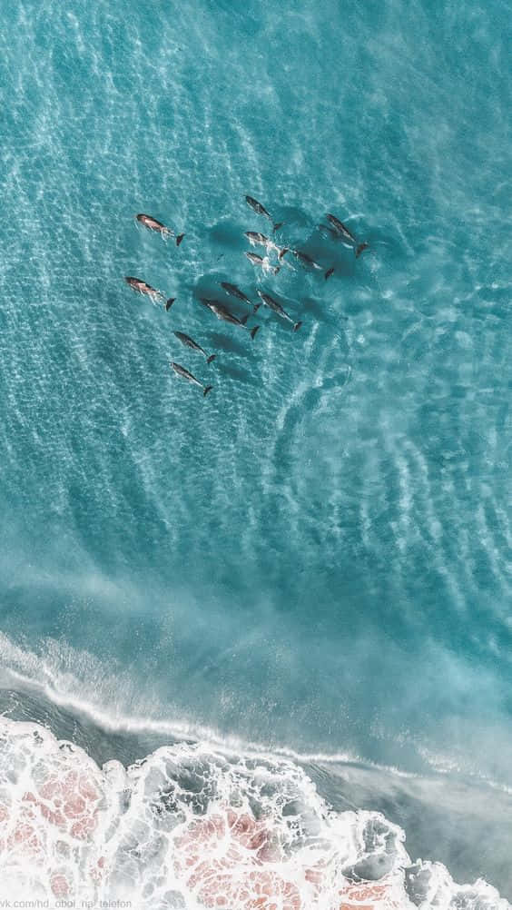 Aesthetic Wave 桌布 壁紙 — 一群海豚在泡沫海岸線附近清澈的碧綠海水中優雅游水的鳥瞰圖。