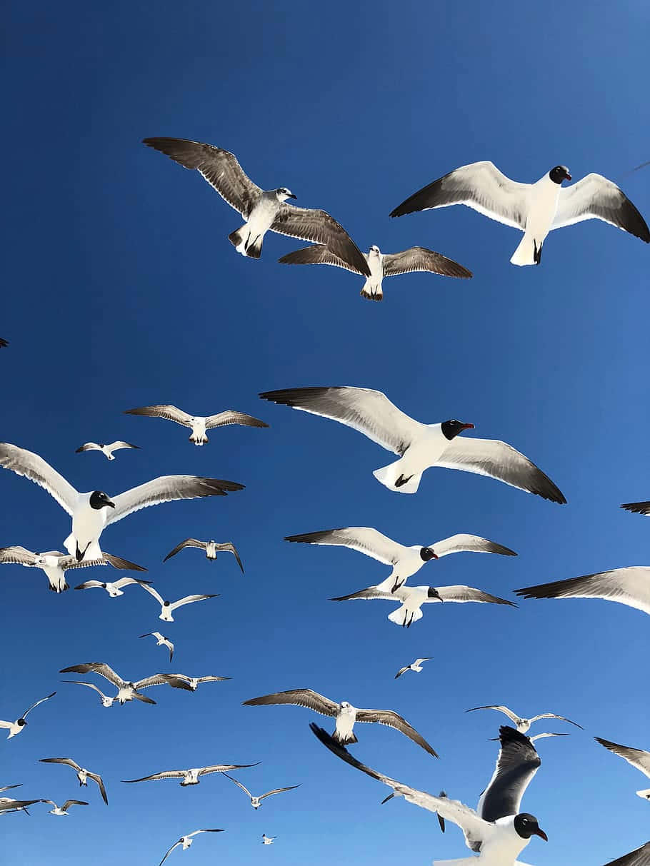 Seagull 桌布 壁紙 — 一群海鷗在晴朗的日子裡，在鮮豔的藍天中優雅地翱翔。