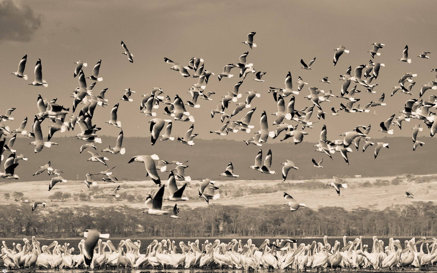 birds 桌布 壁紙 — 一群海鷗在海岸線上動態翱翔，下方是鵜鶘以一致姿態站立，呈現懷舊的棕褐色調。