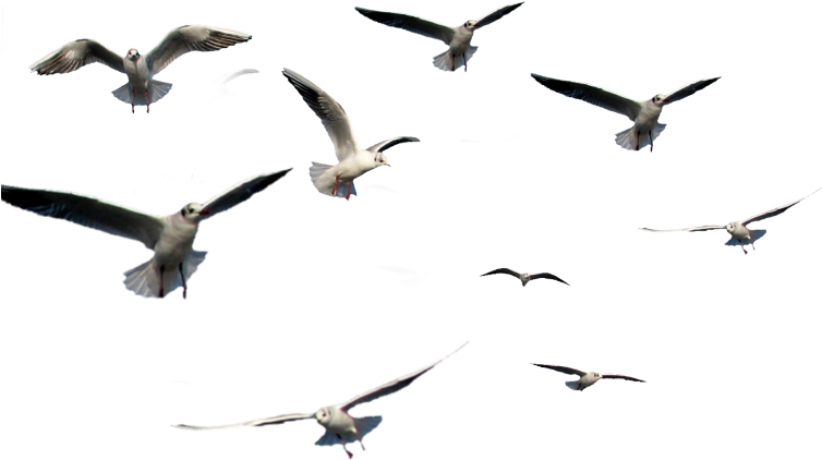 鳥 桌布 壁紙 — 一群海鷗在純黑背景下展翅翱翔，動感十足。
