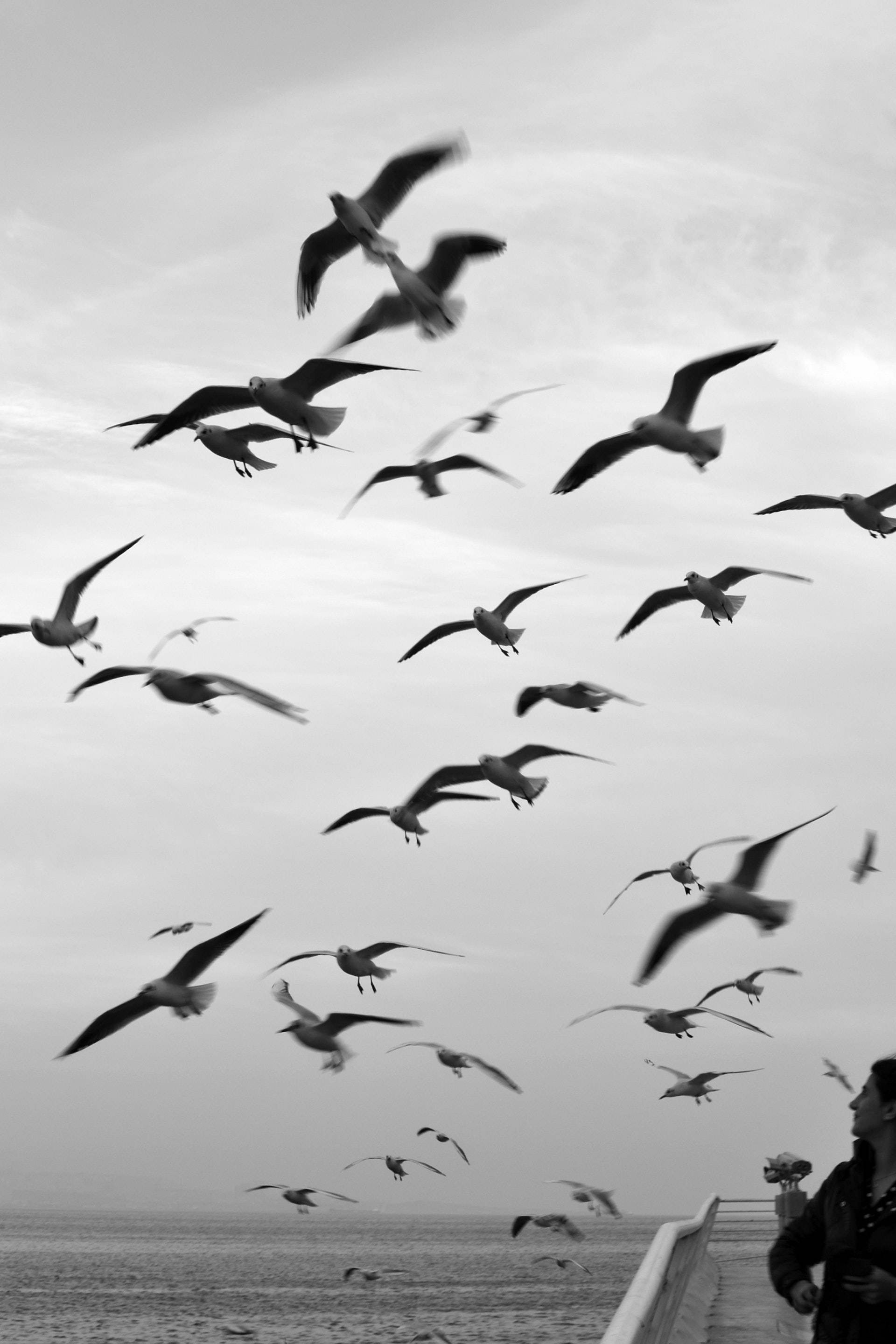 birds 桌布 壁紙 — 一群海鷗在運動中翱翔於碼頭之上，背景是單色的多雲天空。