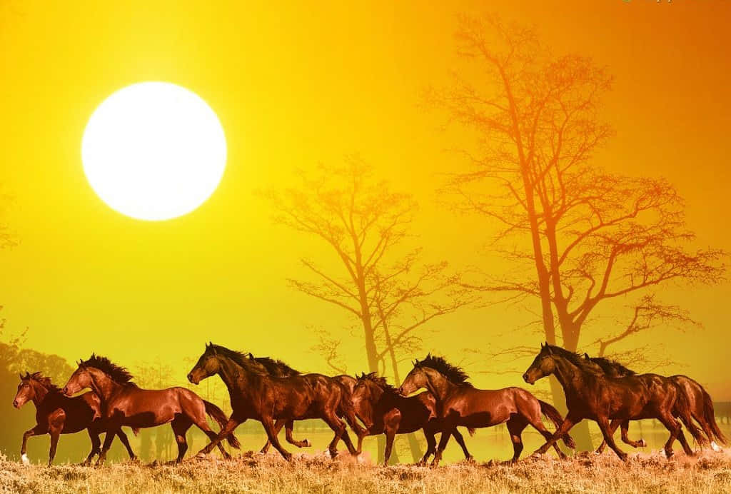 Run 桌布 壁紙 — 一群深色馬匹在熾熱的太陽下奔馳過金色田野，背景中光禿的樹木呈現剪影。