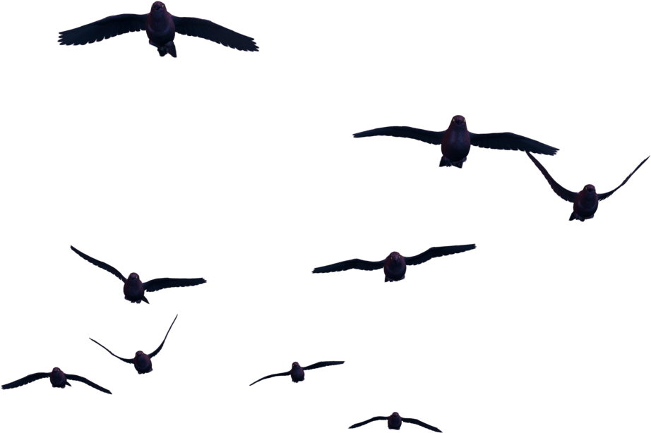 Bird Flying 桌布 壁紙 — 一群深色鳥兒在純黑虛空中動態翱翔，翅膀在空中展開。